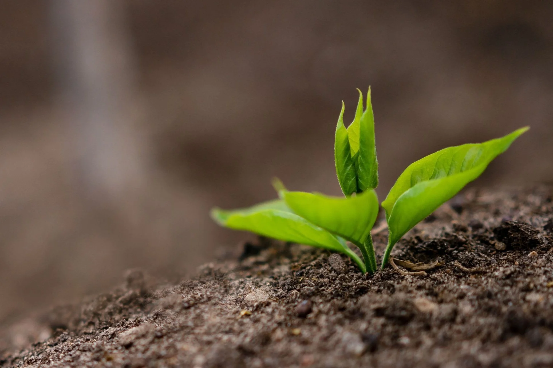 Witnessing life with curiosity and kindness