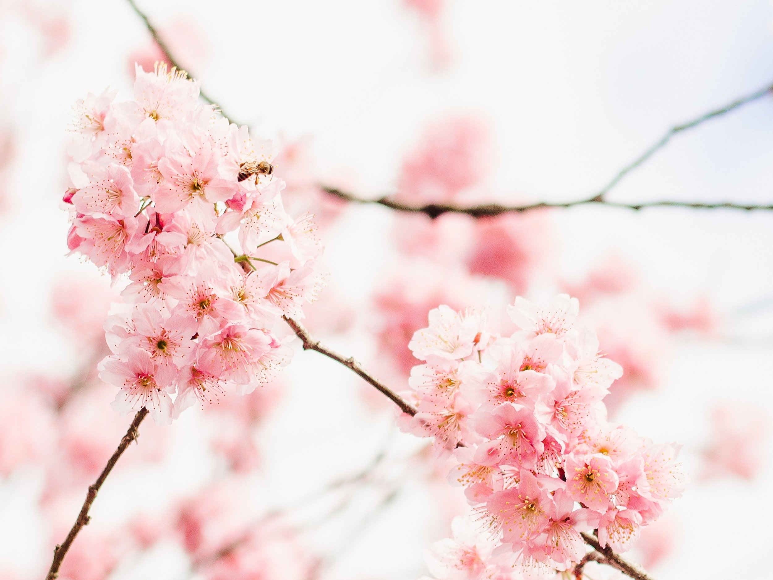 A delicate sakura in the wind