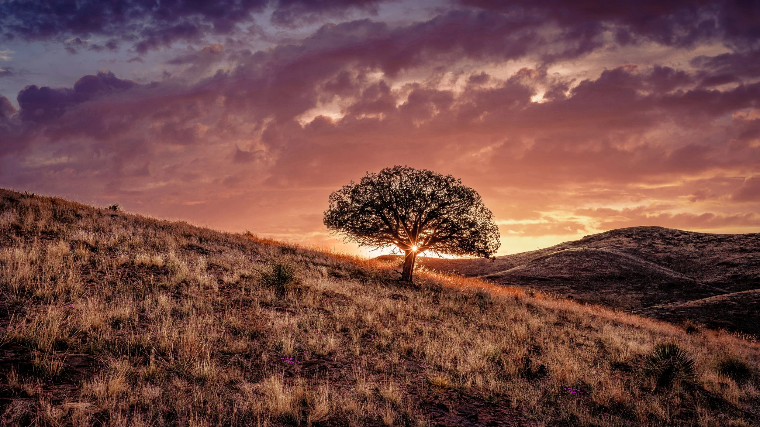 FIna Tree2 copy.jpg