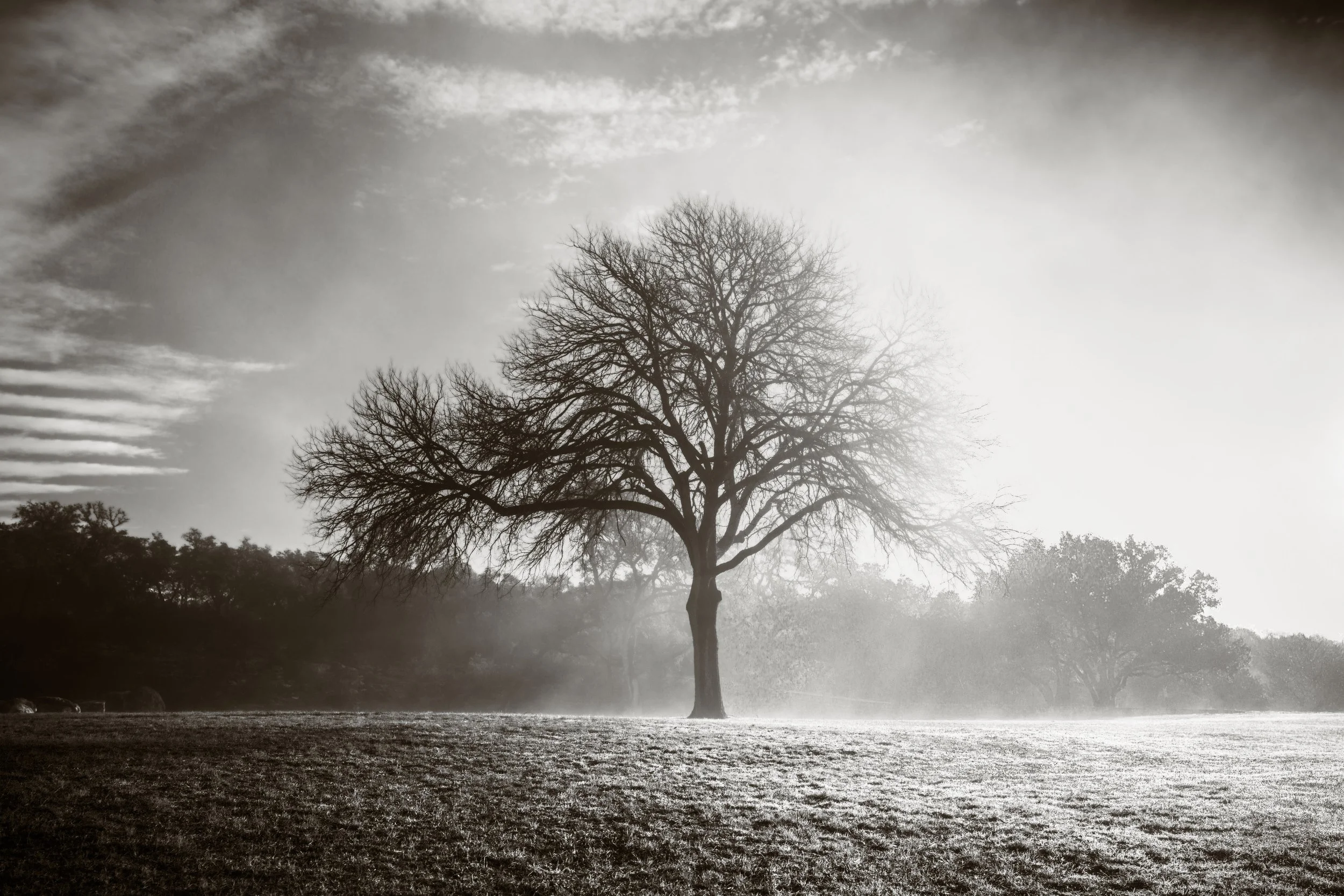 Arboreal Apparition .jpg