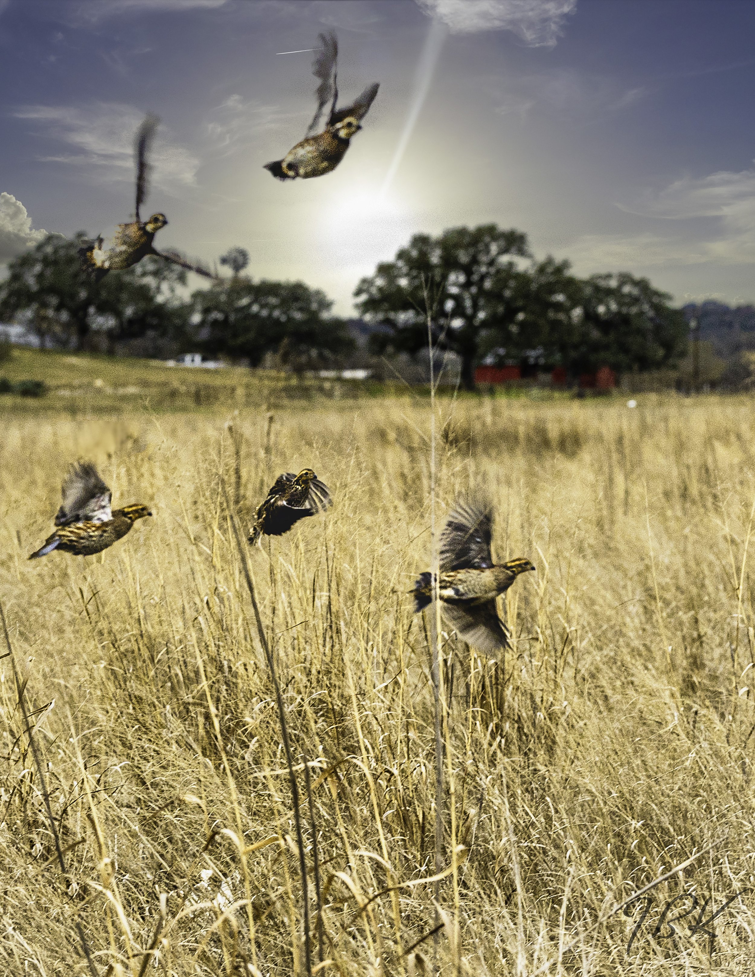 covey rise  copy.jpg