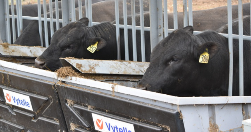 Two black dairy cows eating from a feeding trough in a metal enclosure, each with a yellow ear tag.