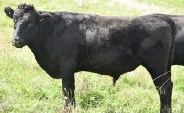Black cow standing on green grass in a field.