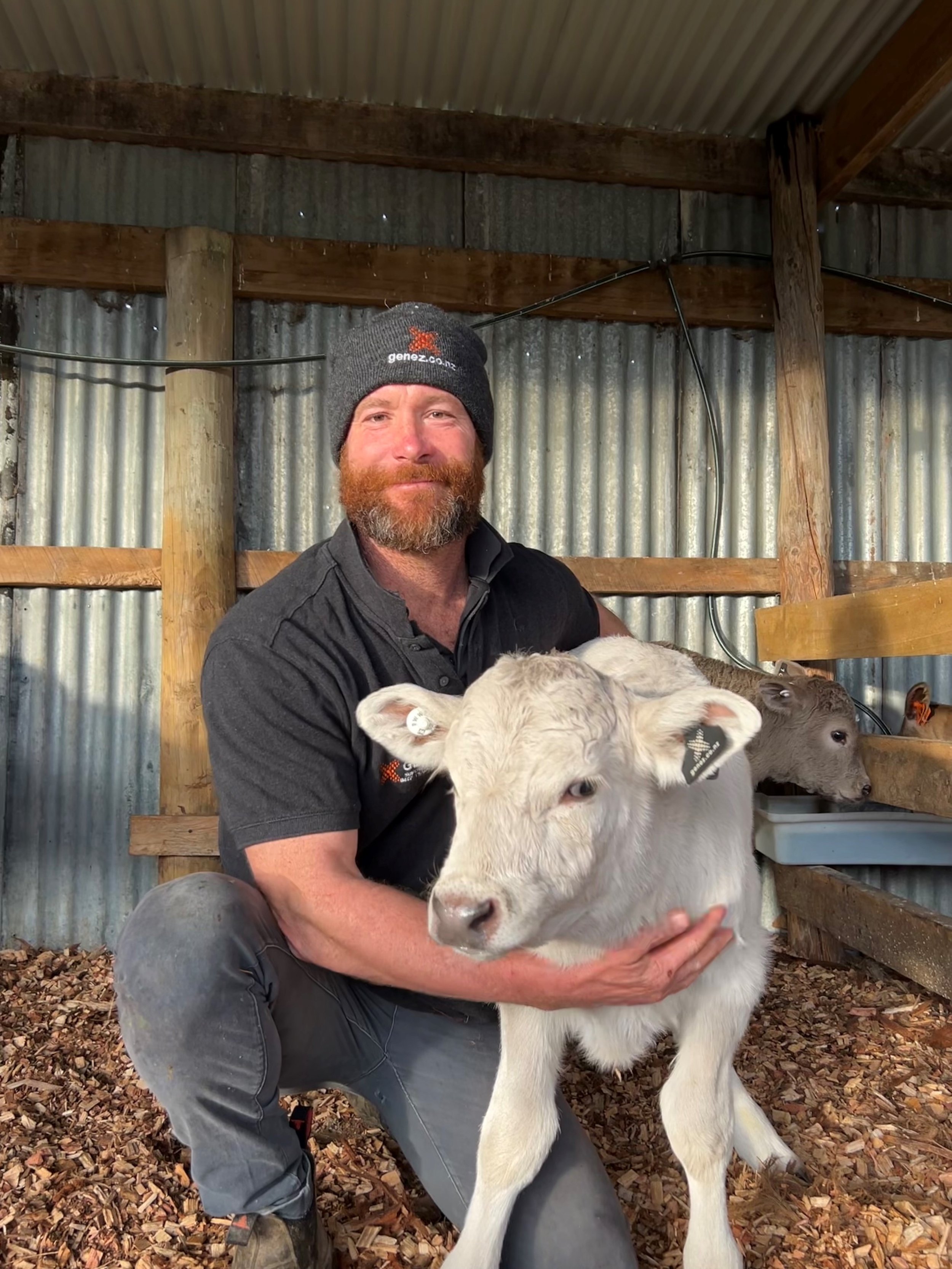 Dairy beef needs in dairy farming