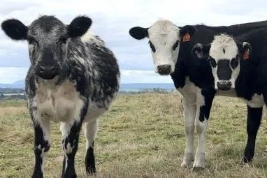 Three young black and white calves standing on a grassy field with a cloudy sky in the background.
