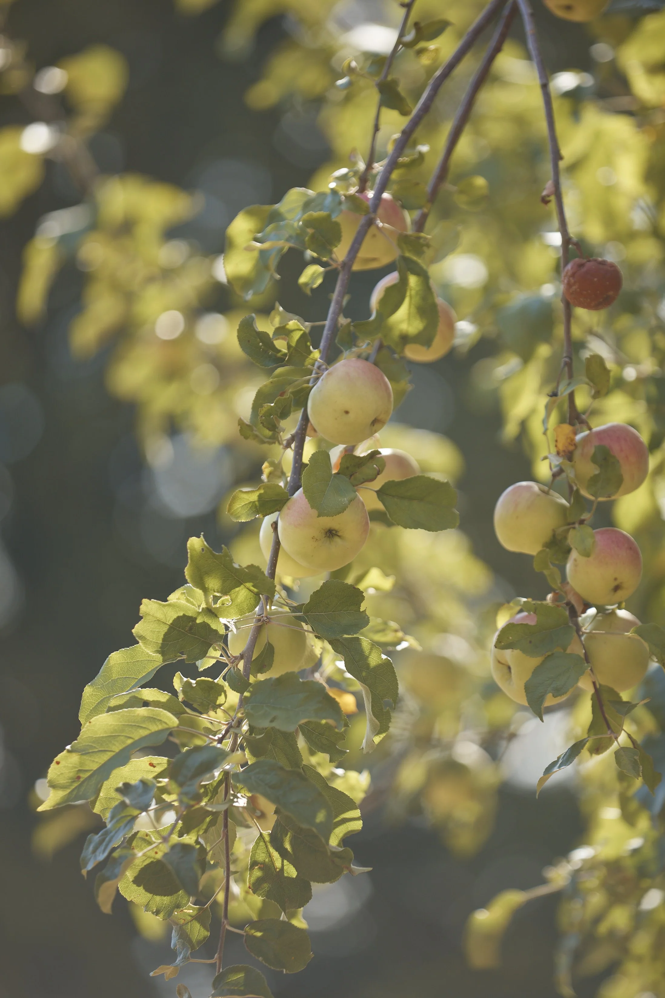 Copy of WOODFINE_WINE_21_08_22_306.jpg