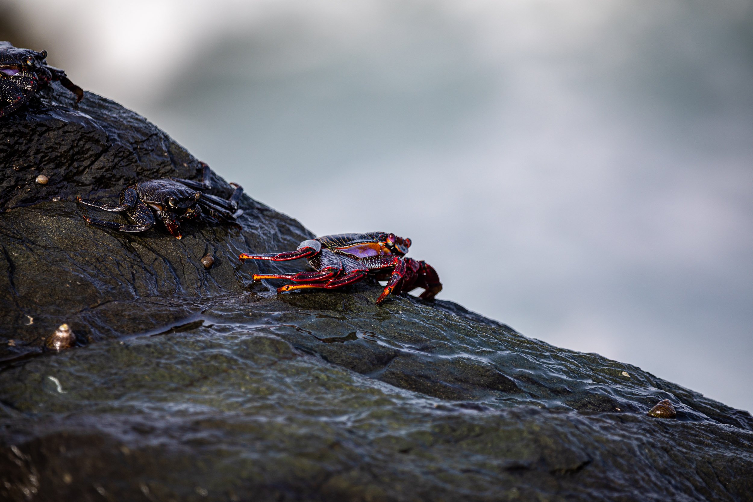 5D9A7517.jpg