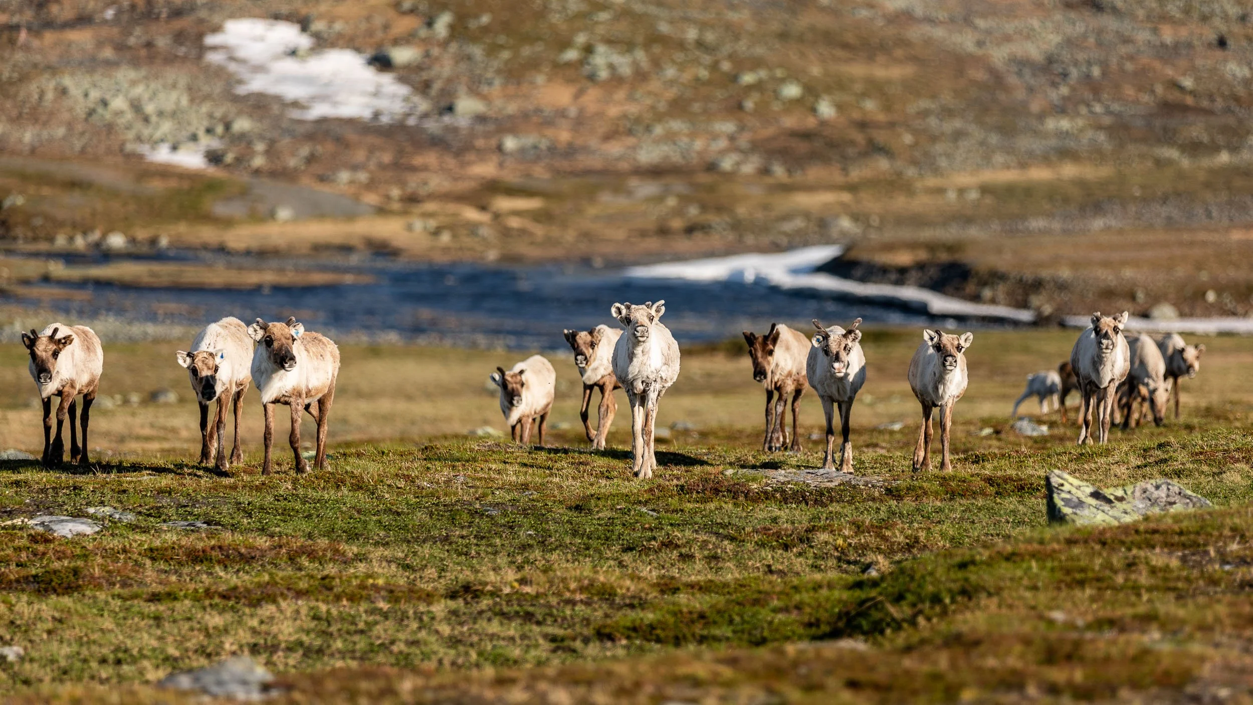 Fjällvandring Ida & Lina-4655.jpg