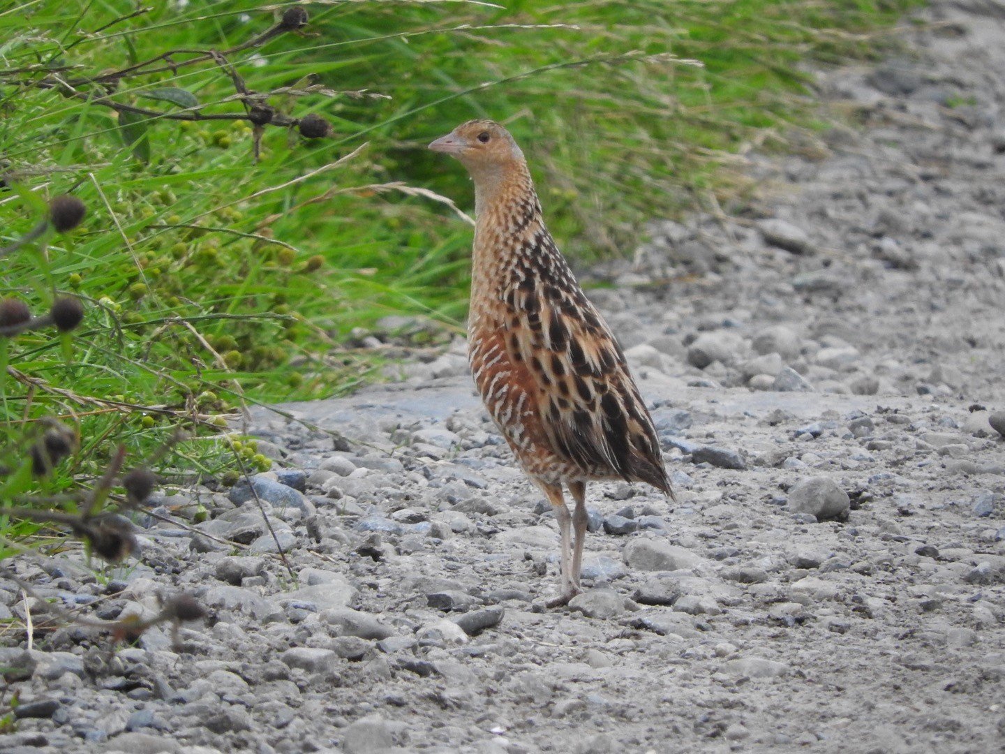 Outer Hebrides Local Biodiversity Action Plan (LBAP) public consultation