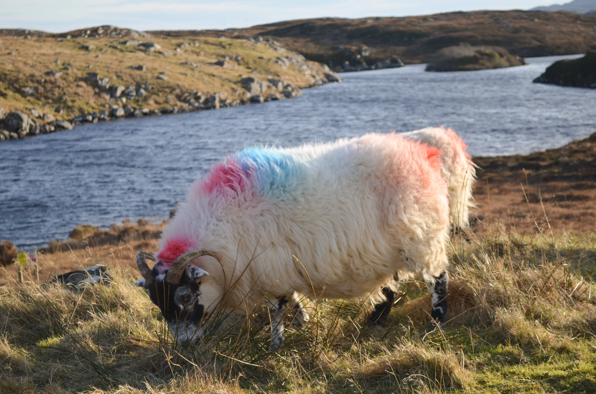 Crofters across the Outer Hebrides invited to share their stories for&nbsp;first-of-its kind research project