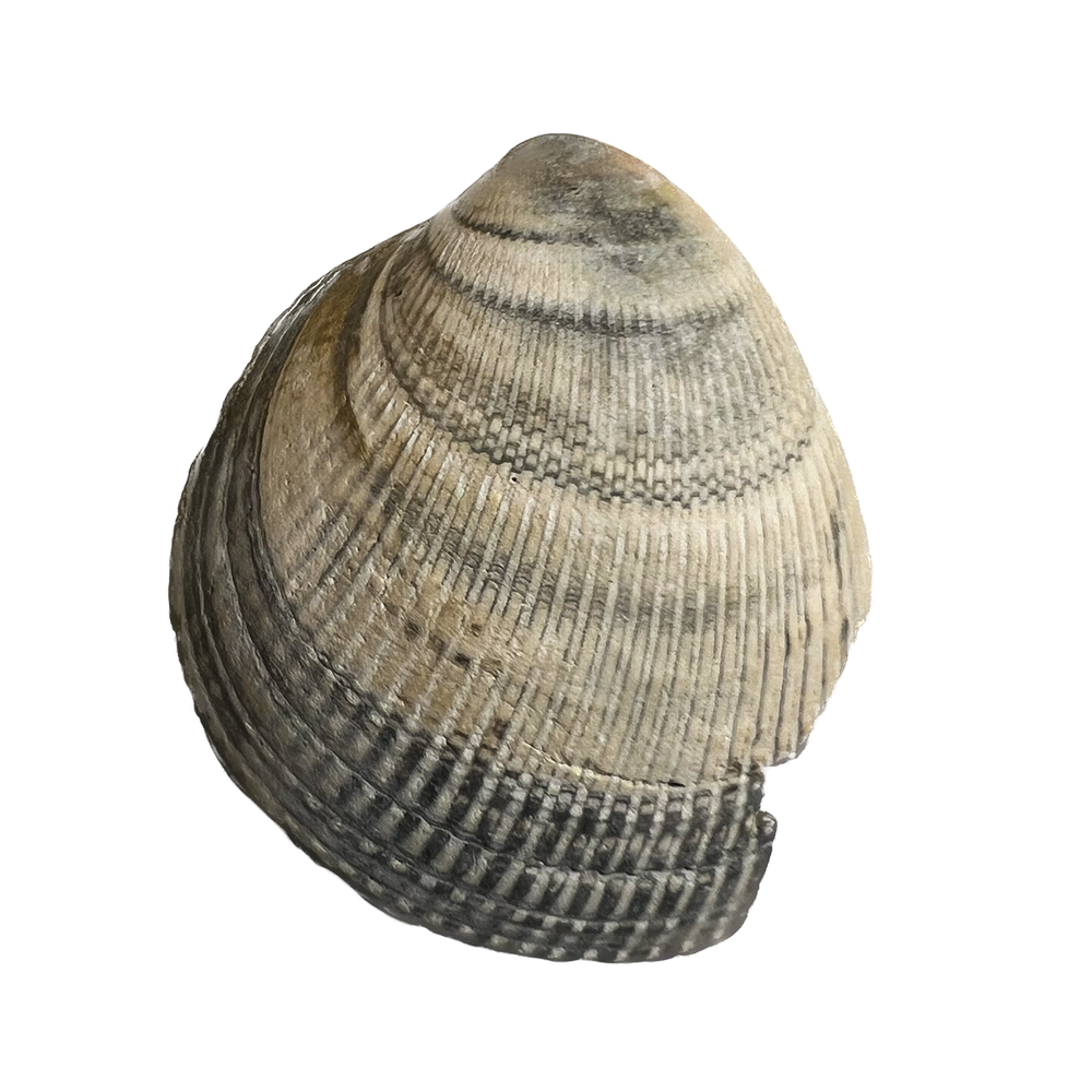 c.png