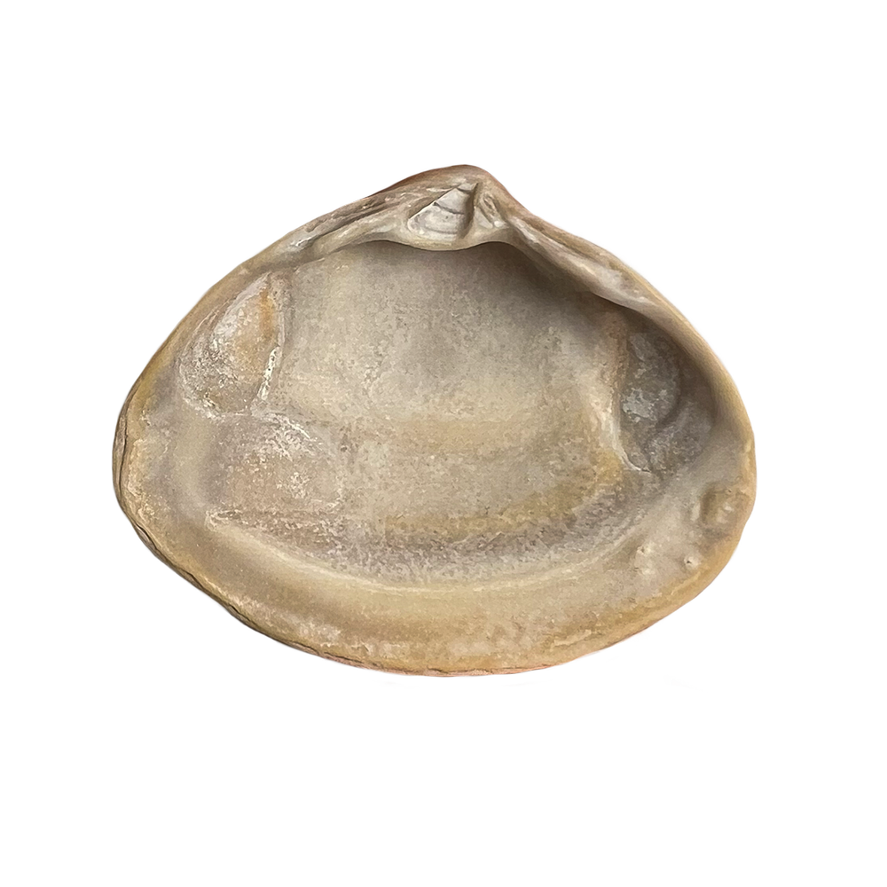 aa.png