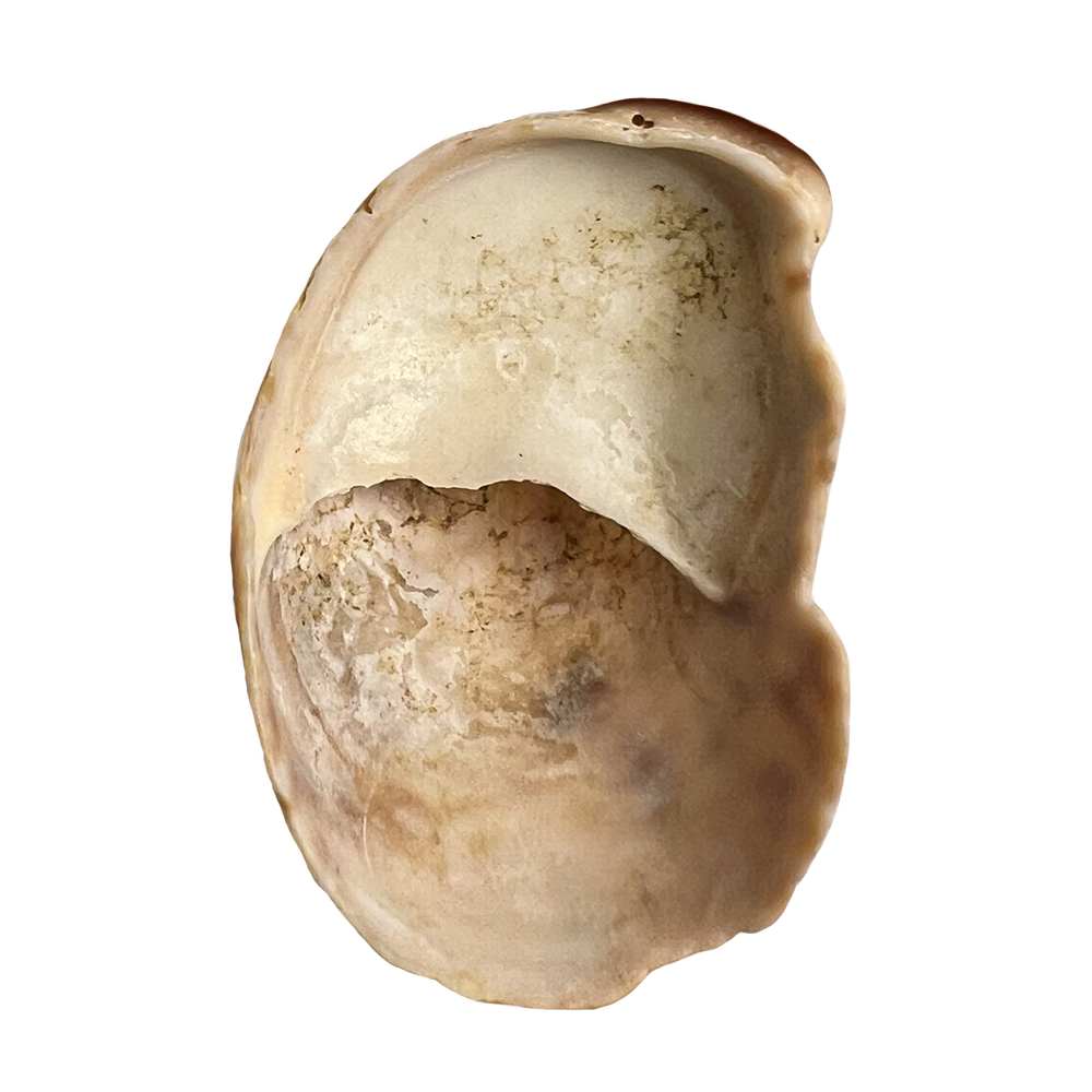 222.png