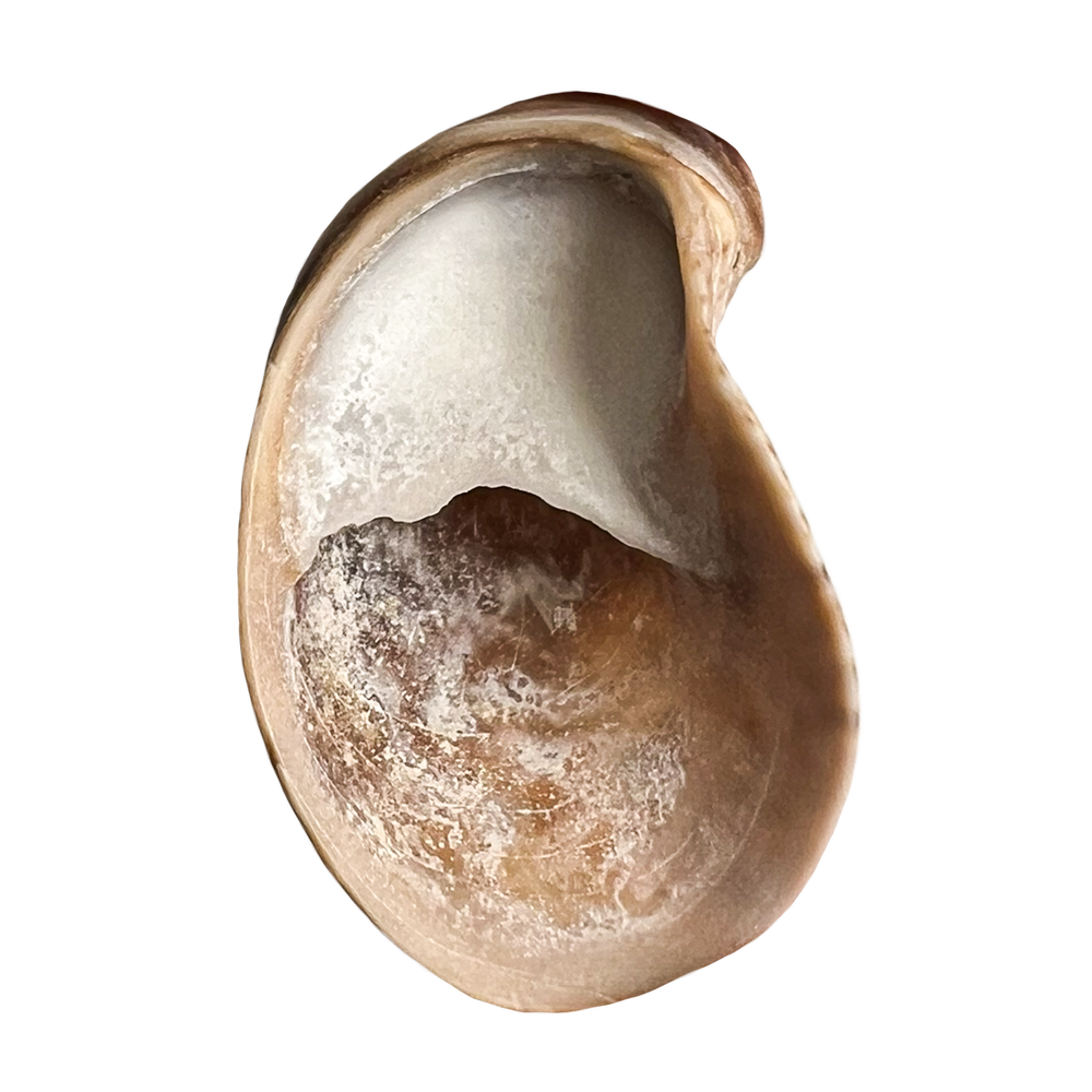 244.png