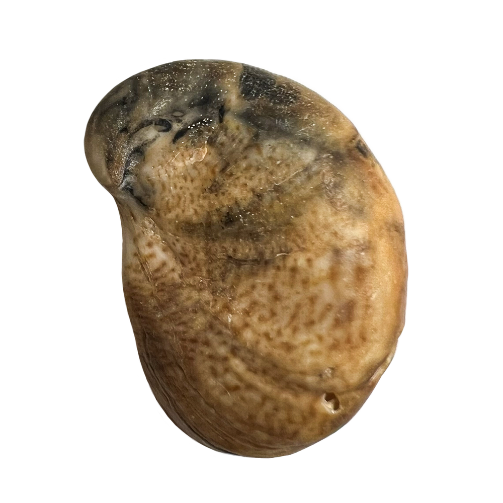 25.png