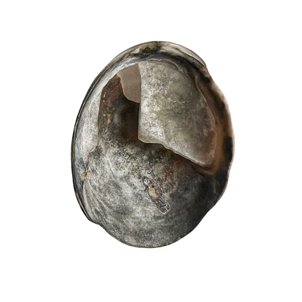 155.png