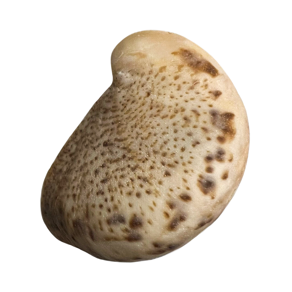 7.png