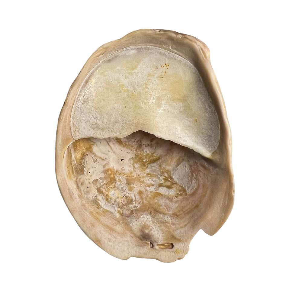 66.png