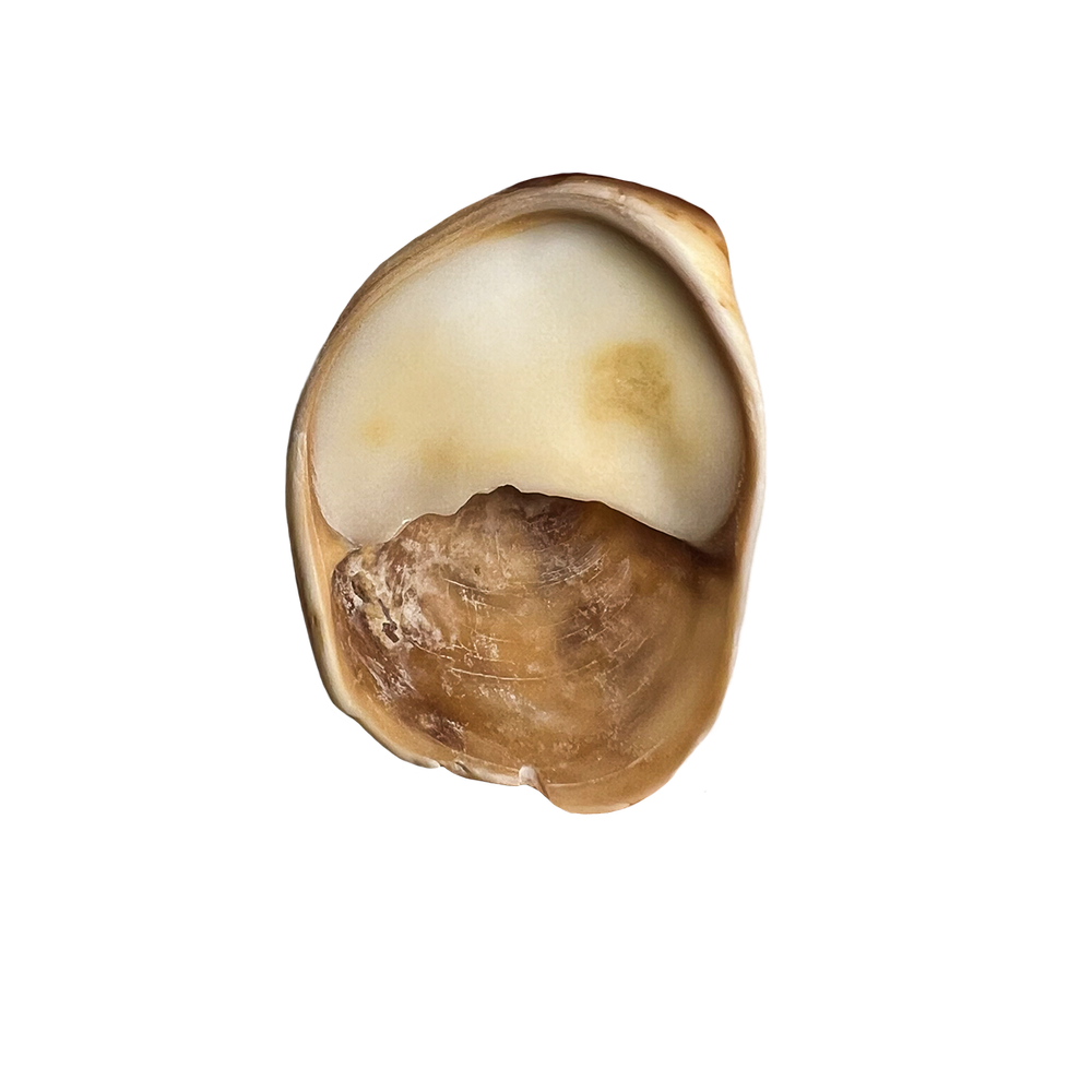55.png