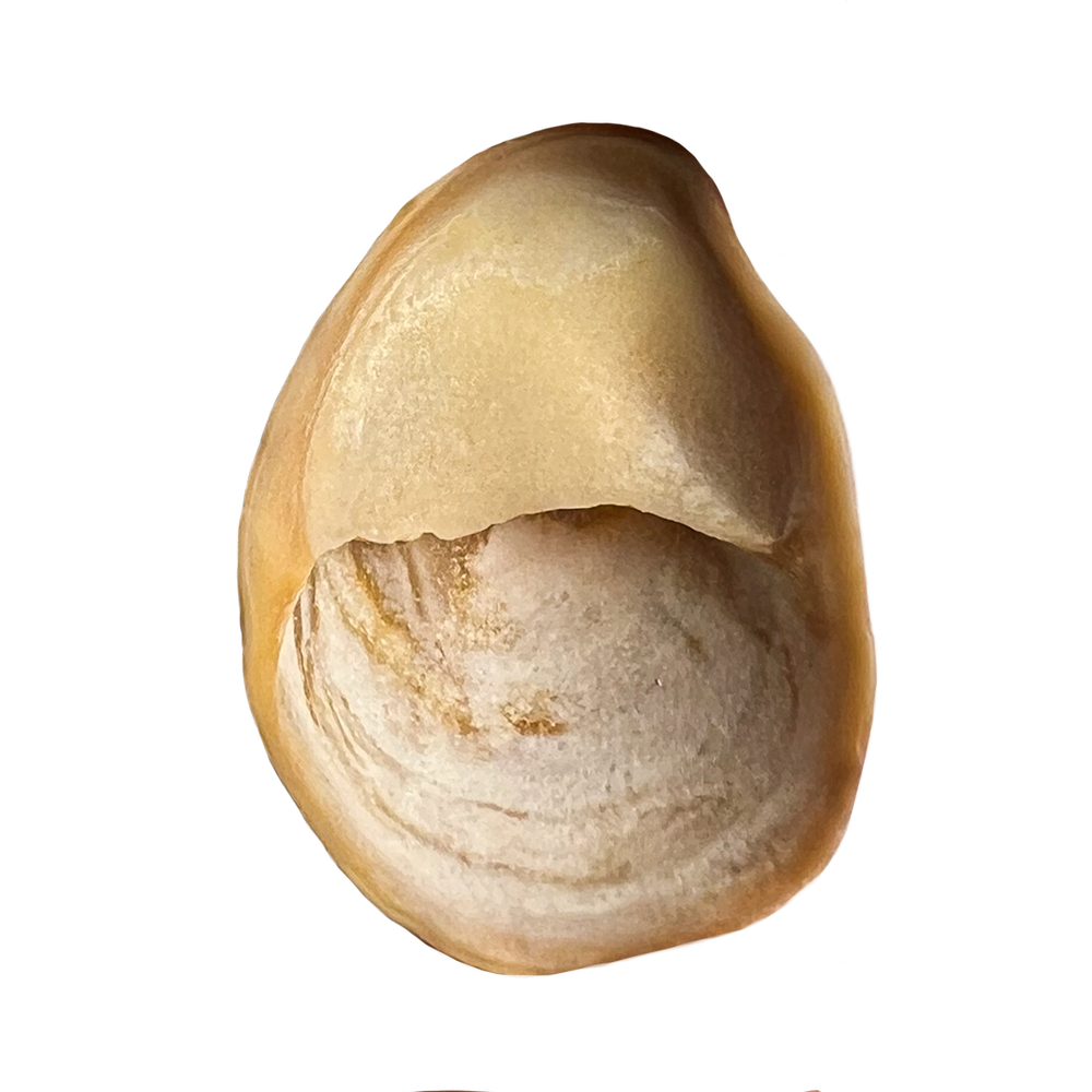 33.png