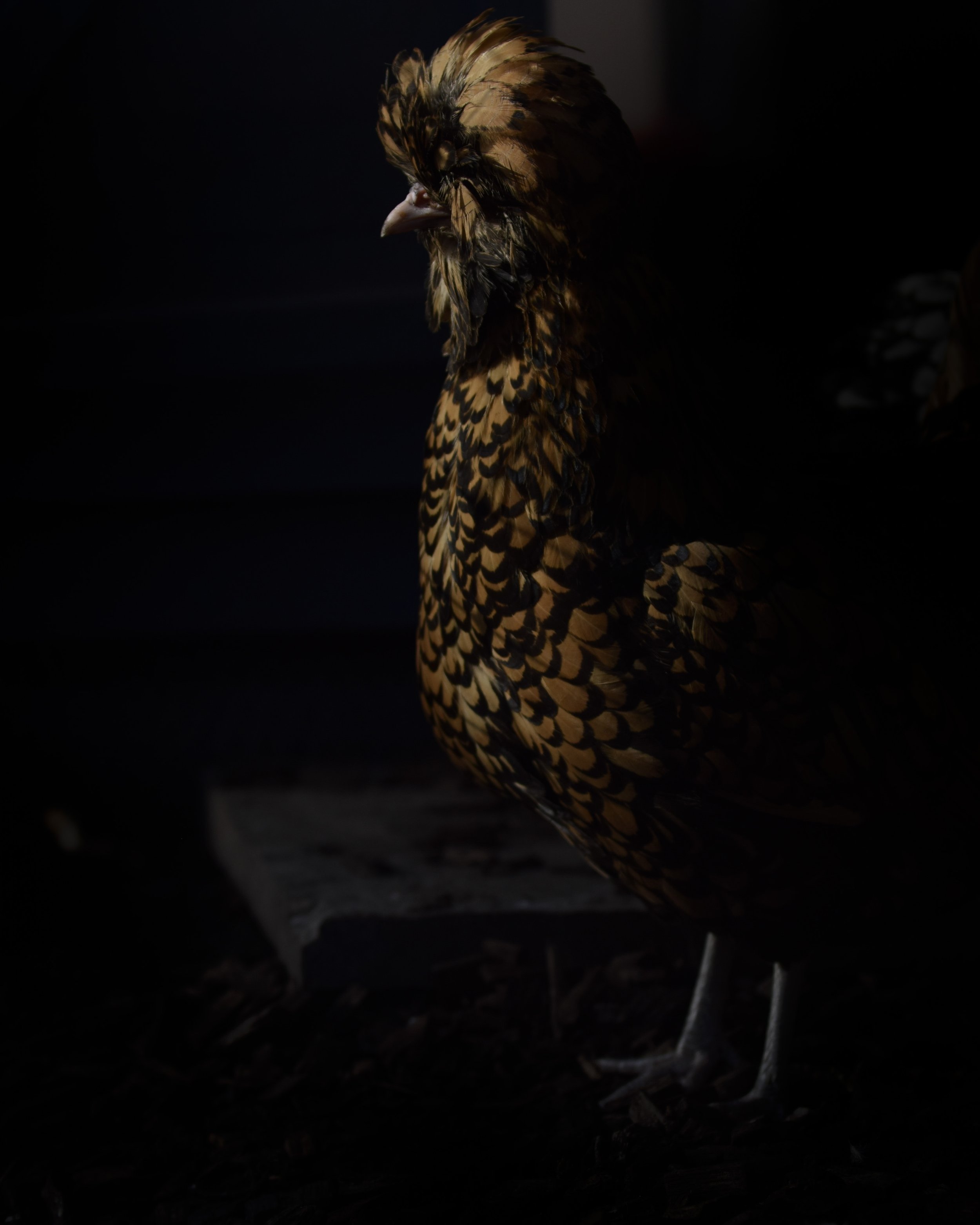 elvis vermeer 4x5copy copy.jpg