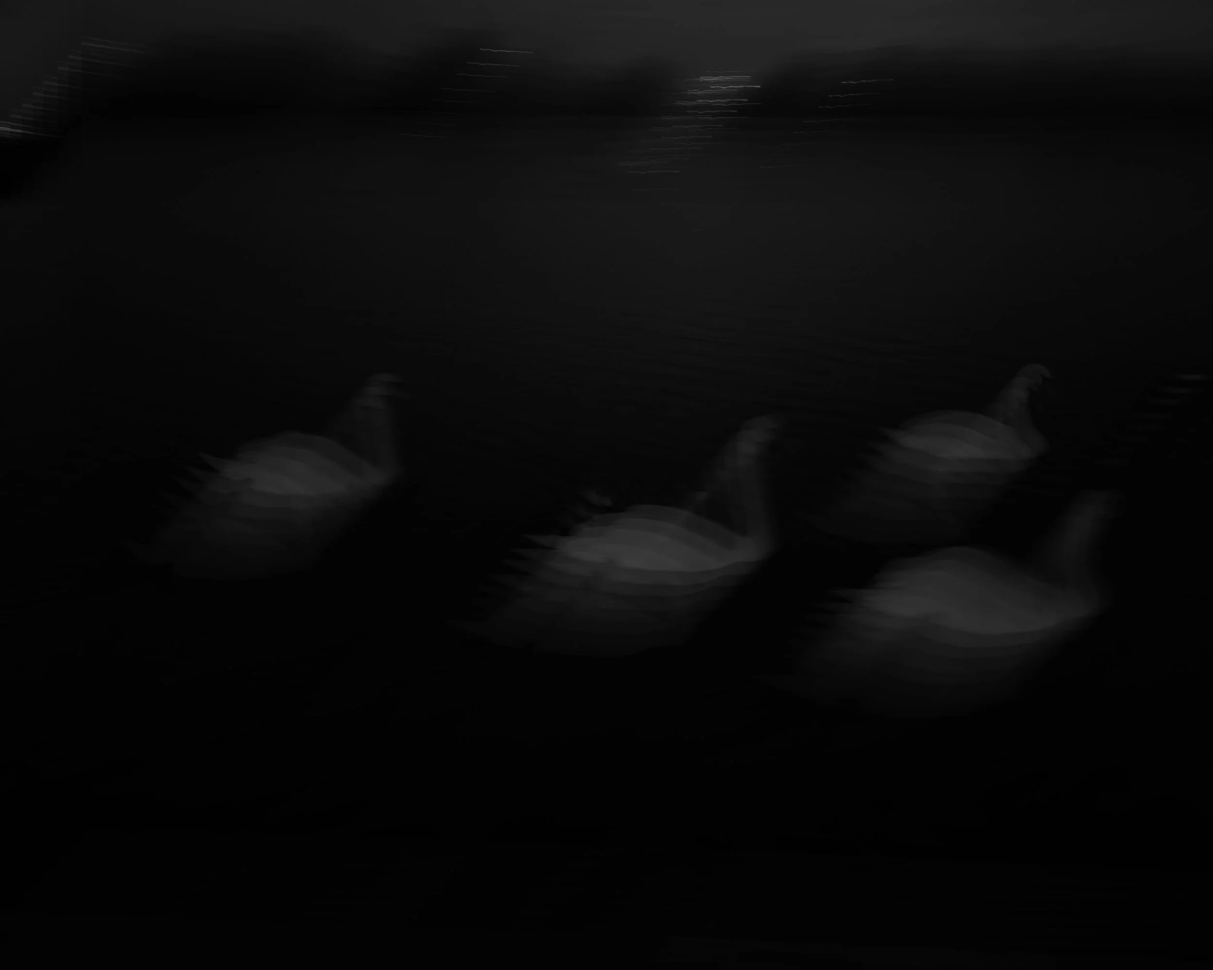v2 swans.jpg