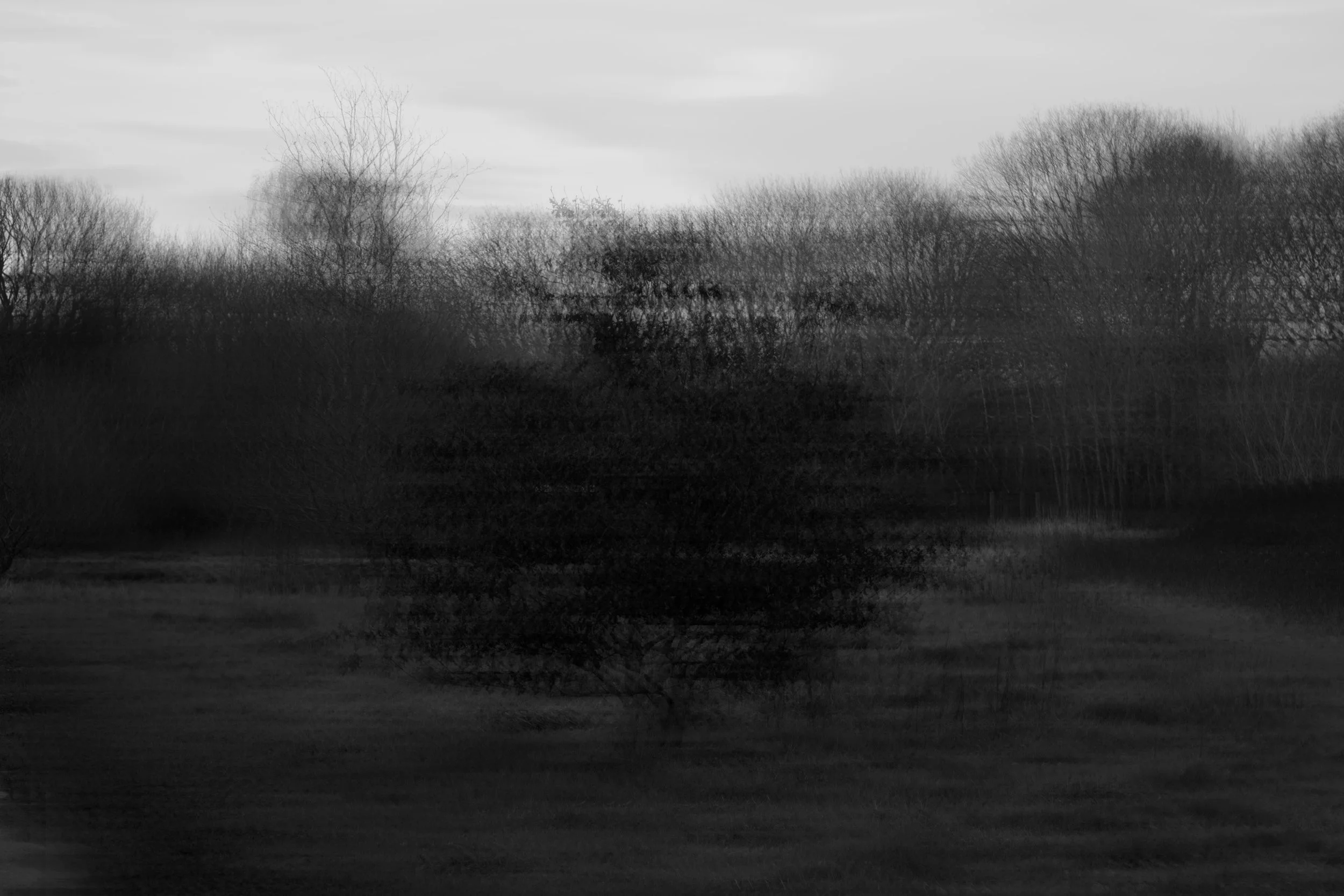 tree 4.jpg