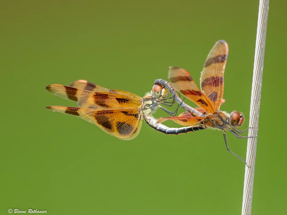 Dragonflies and Damselflies — Blaine Rothauser Wildlife Photography