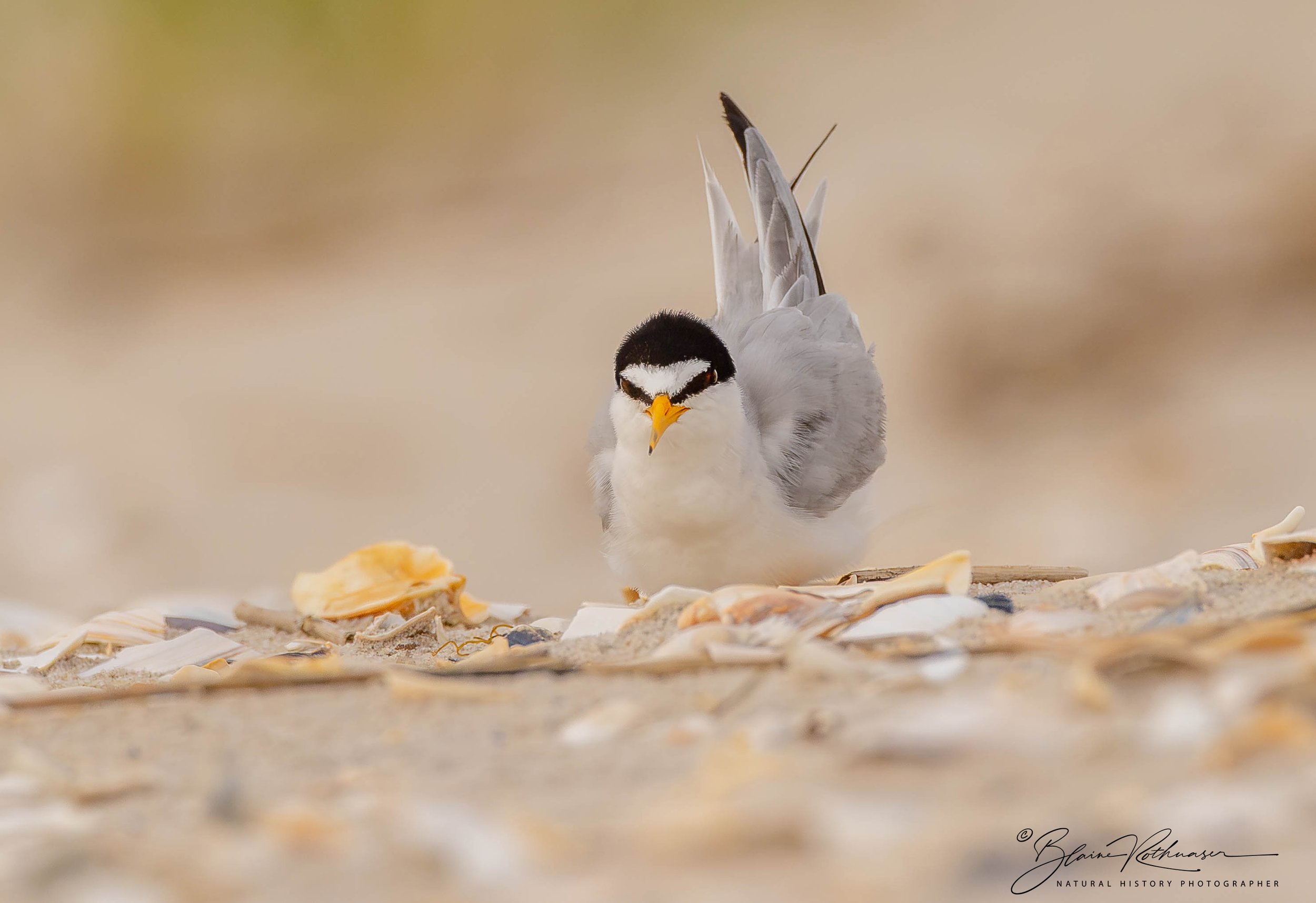 least tern on nest shells perfect LR PS EYE Sig..jpg