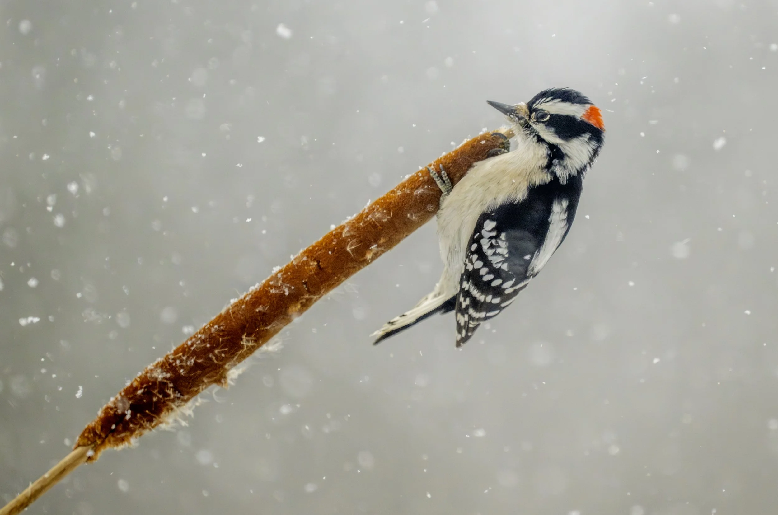 downy woodpecker snow storm cattail..jpg