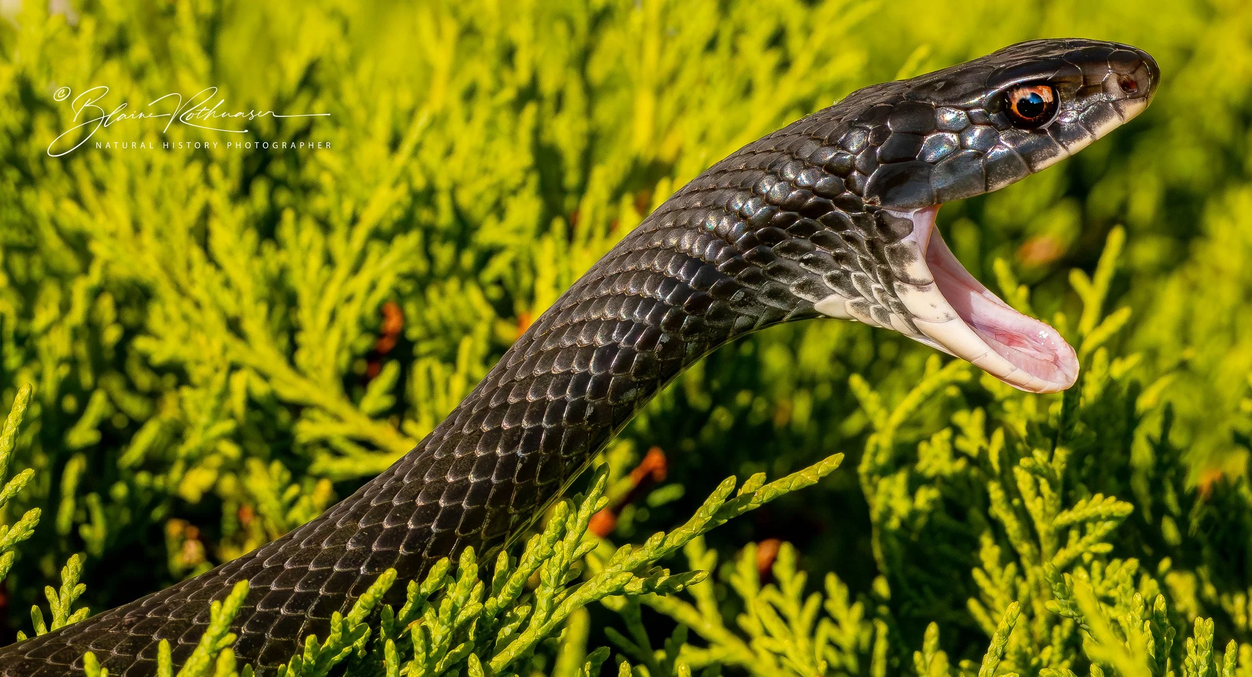black rat snake mouth agape d500 enhanced 8.26.25 LR PS Sig.jpg