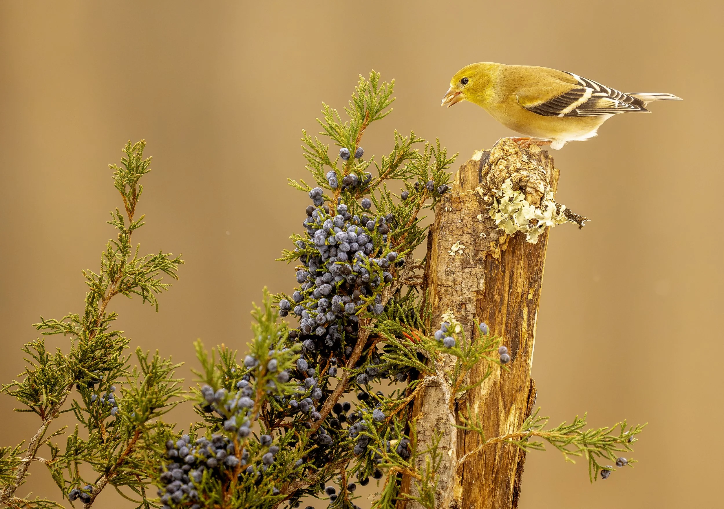 goldfinch winter red cedar.jpg