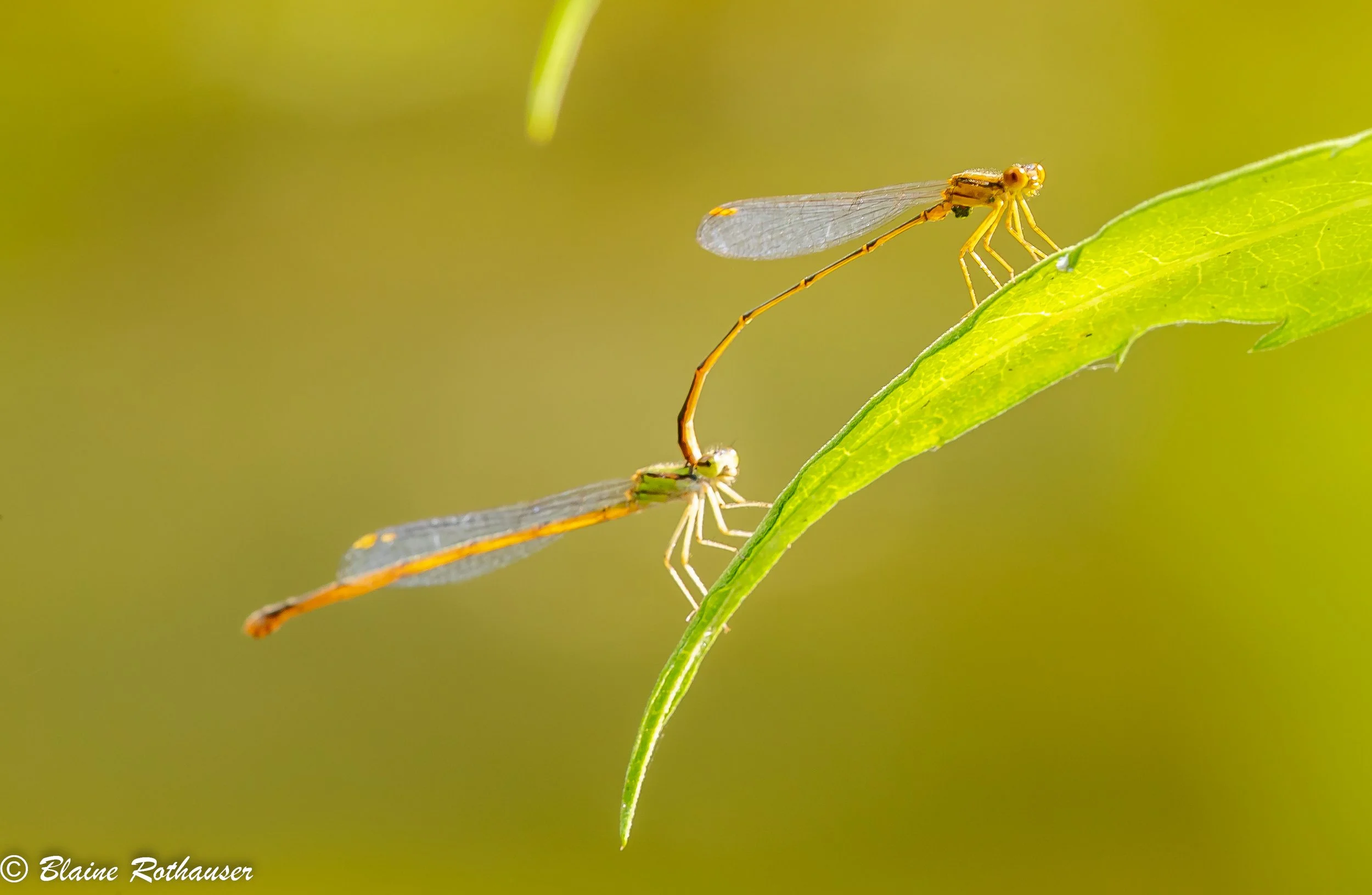 Dragonflies and Damselflies — Blaine Rothauser Wildlife Photography