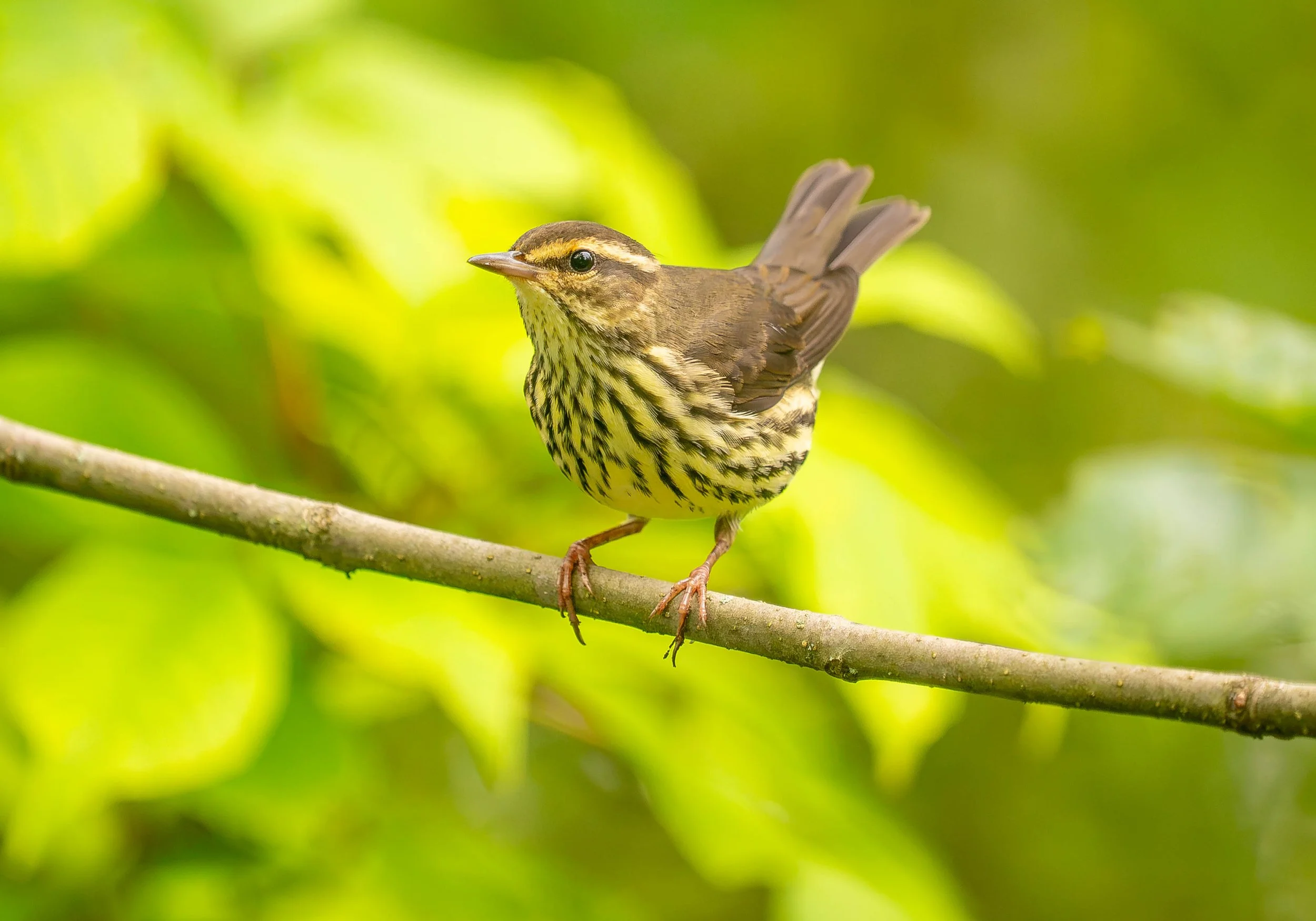 Northern Water Thrush TM TB July 2026.jpg