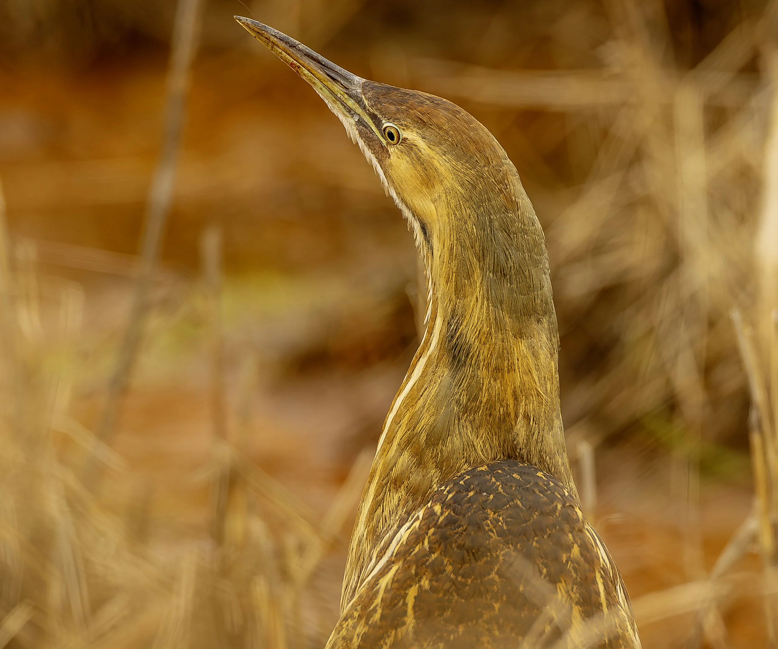 American Bittern looking up LNW 16