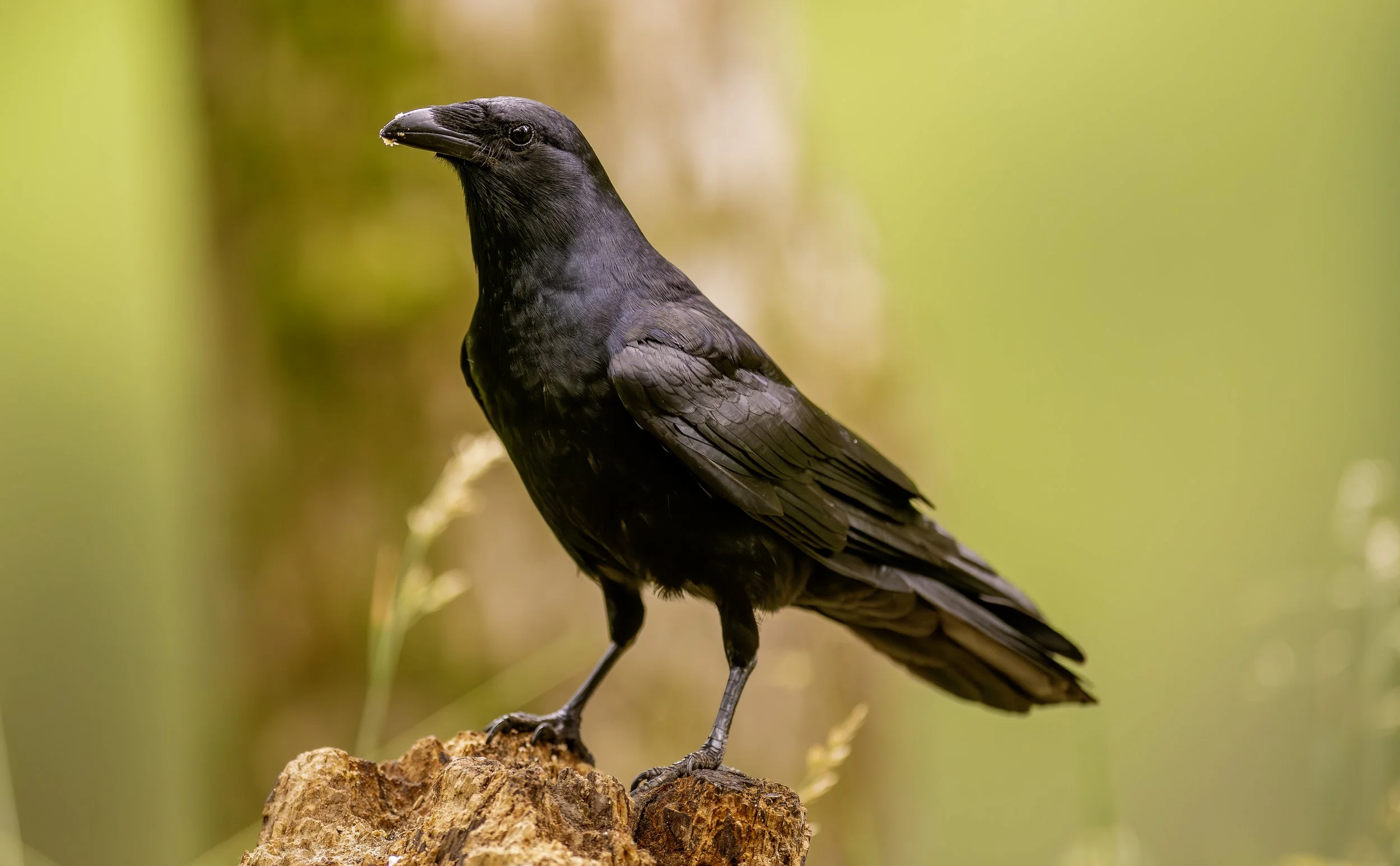 american Crow perfect portrait TM TB.jpg