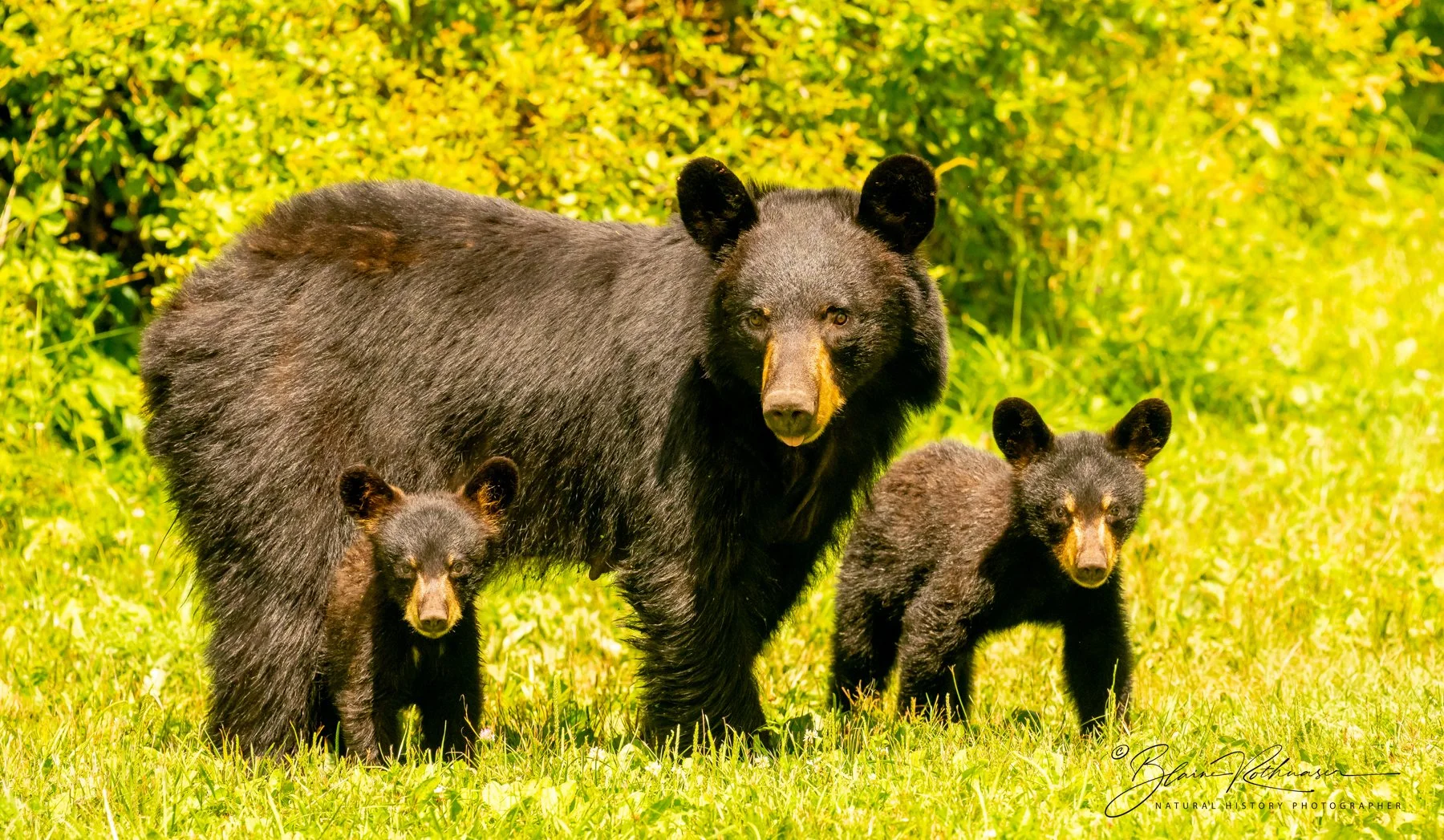Black bear cubs family great light LR PS Sig.mtn mdw 7.26.25 Z8 300PF-2 1800.jpg