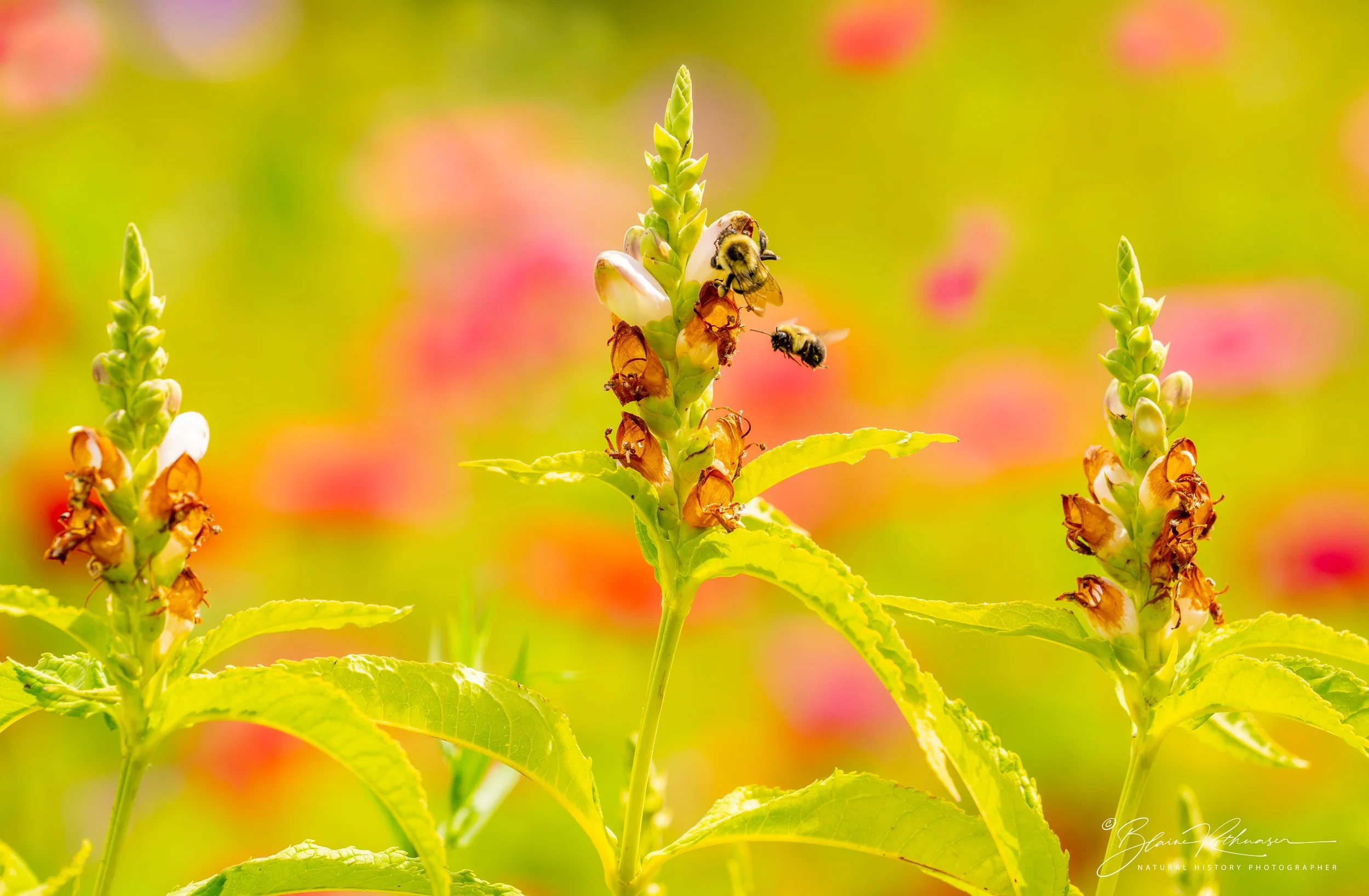 Turtle head and bumblee bees on bloom 8.31.25 Mtn mdw LR PS Sig.jpg