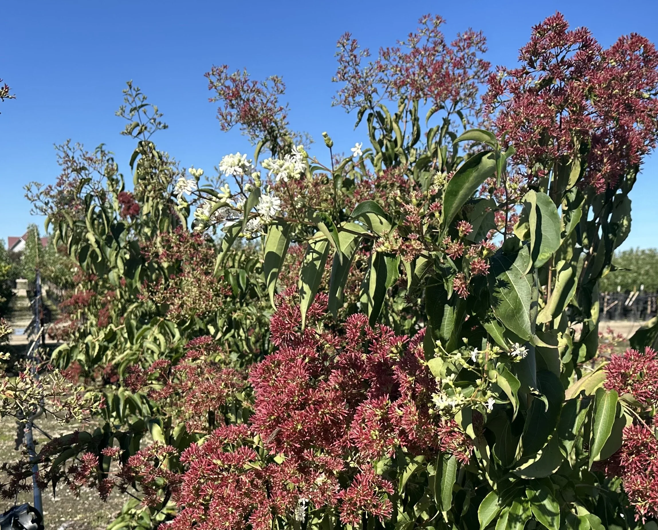 Hepticodium Flower to Bracts (2).jpeg