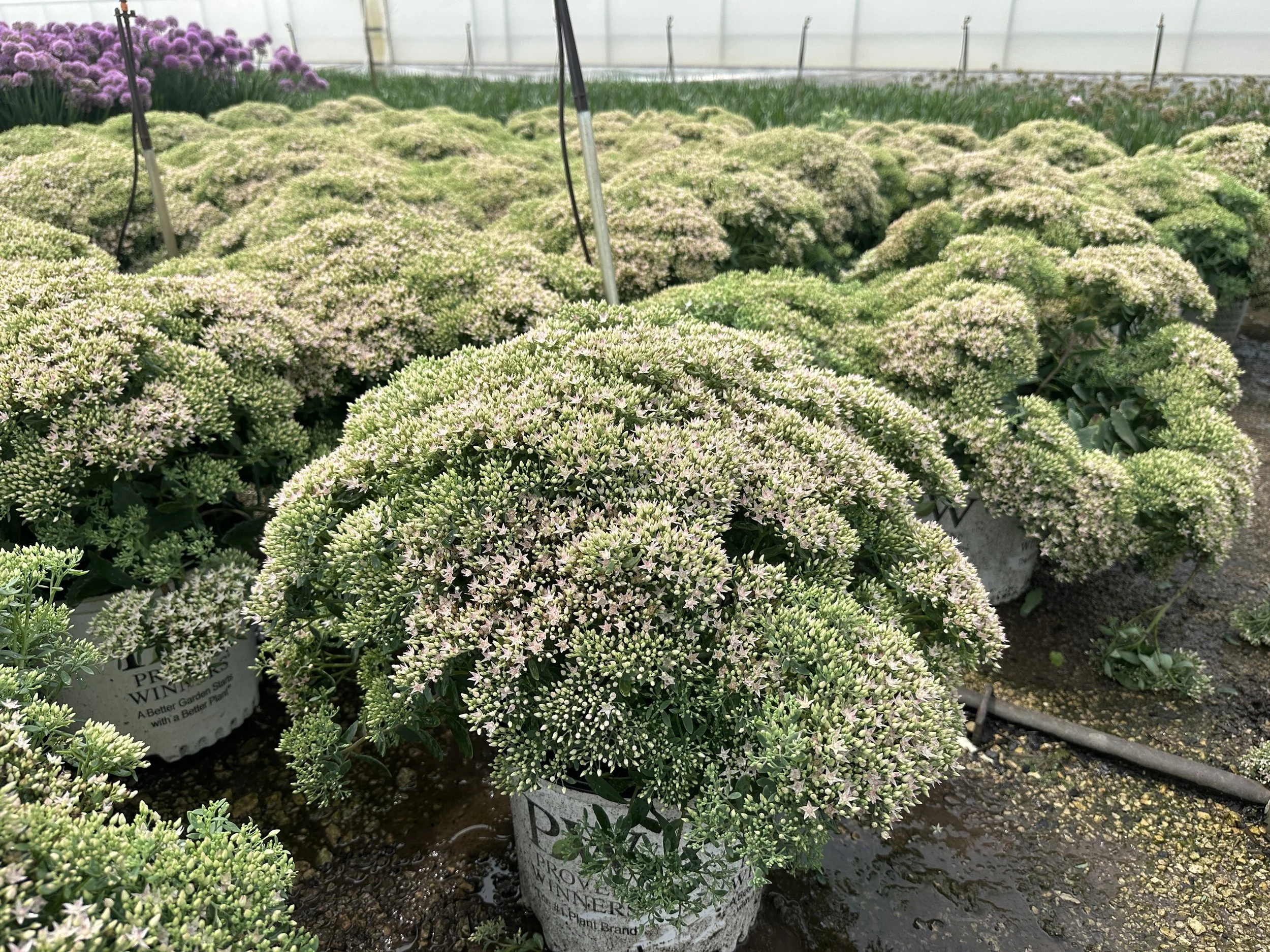 Sedum Rock 'n Round® 'Pure Joy' PP24194