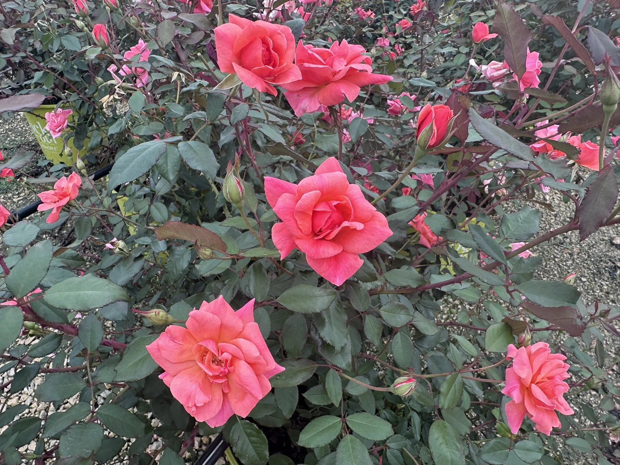 Rosa Coral Knock Out® PP19803