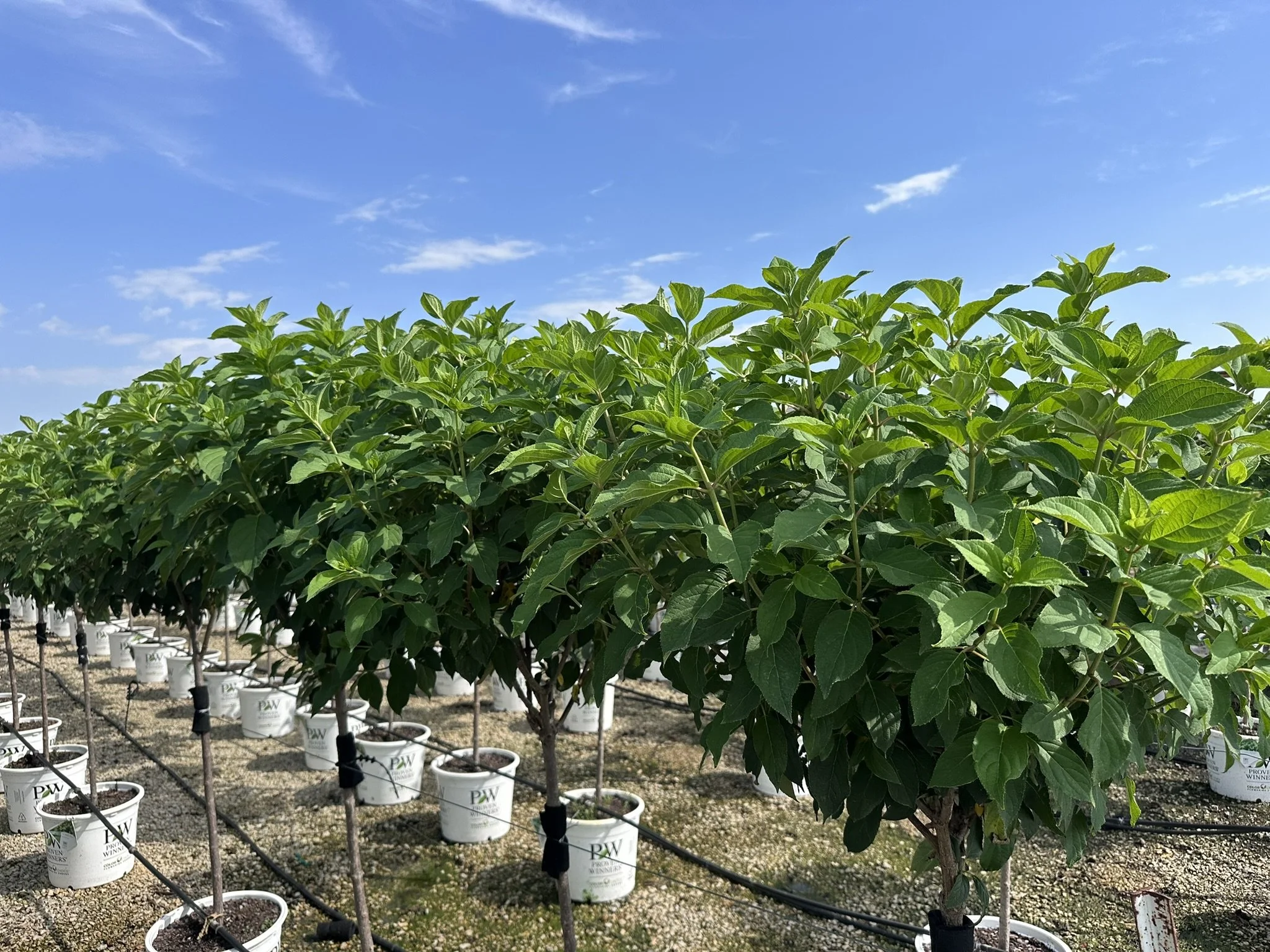 Hydrangea pan. 'Limelight' (Tree Form) PP12874