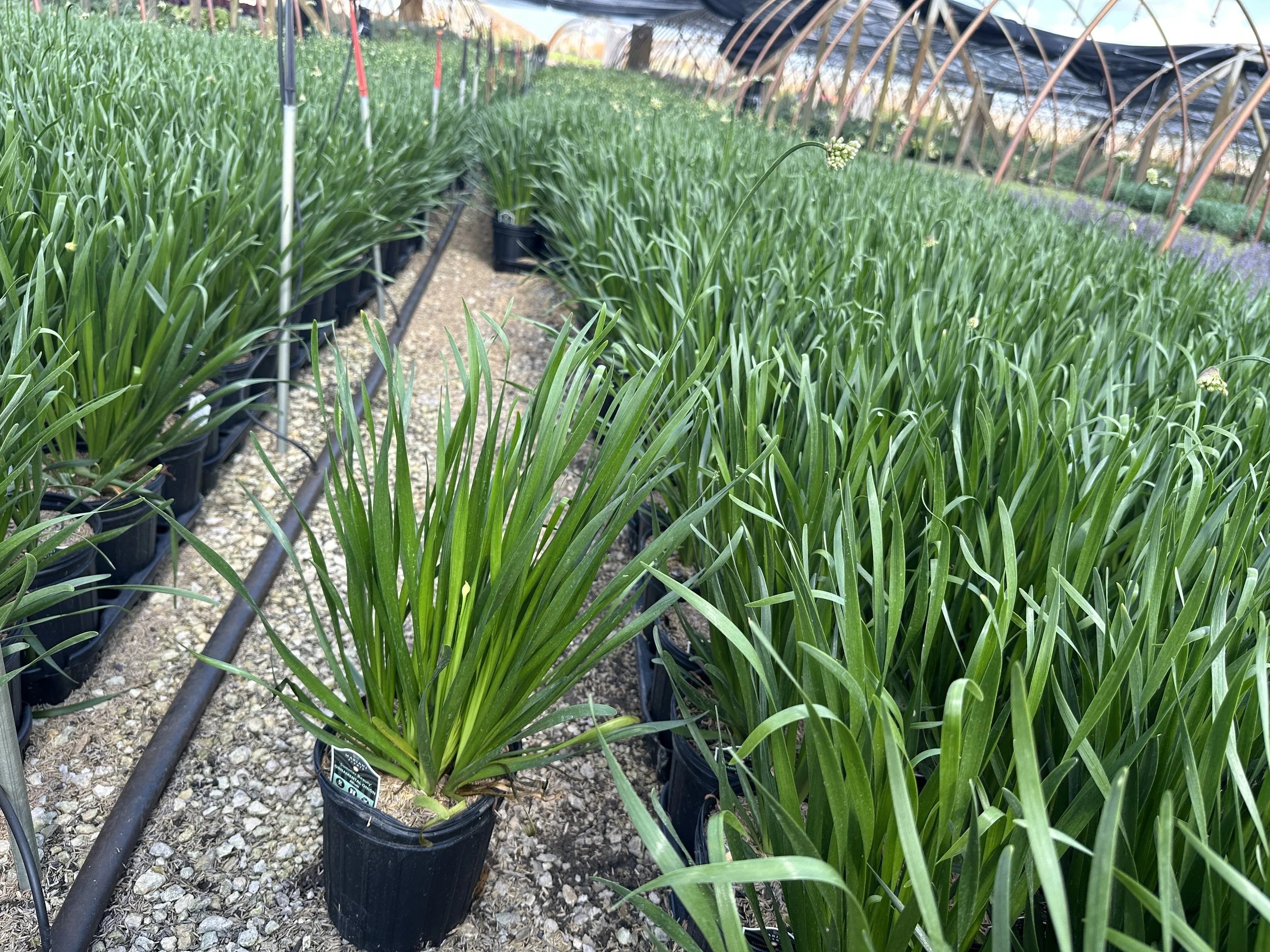 Allium 'Summer Beauty'