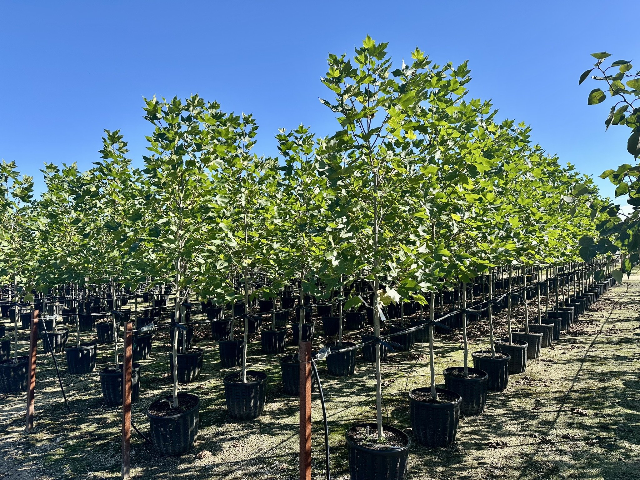 Platanus x acerifolia Exclamation!™ 'Morton Circle'