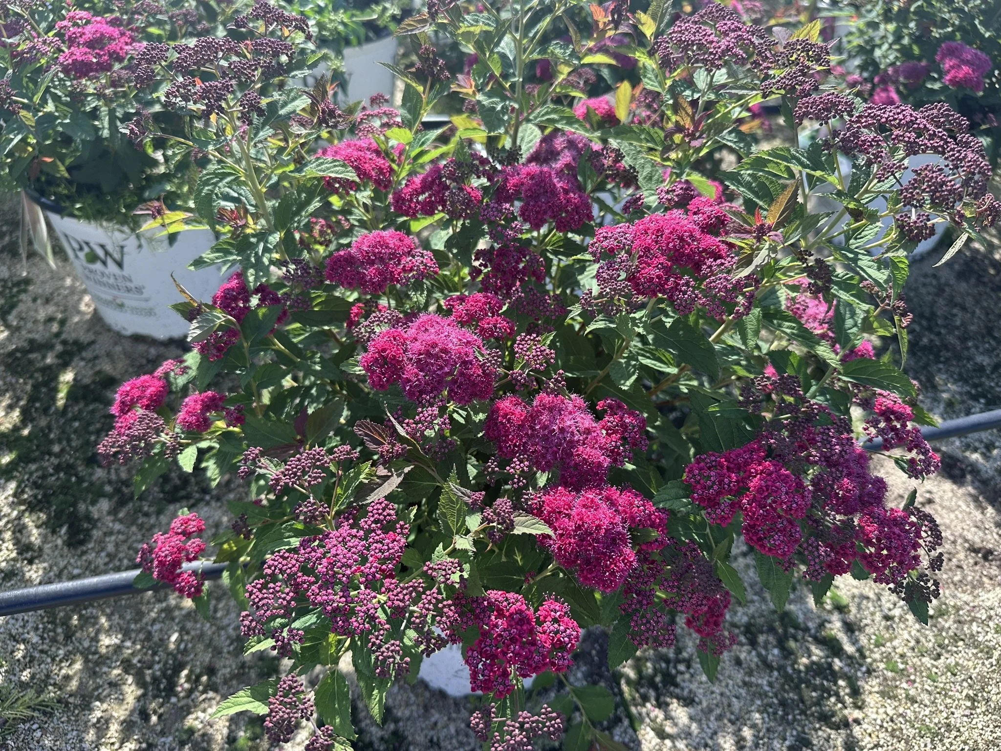 Spiraea japonica Double Play Doozie® 'NCSX2' PP30953