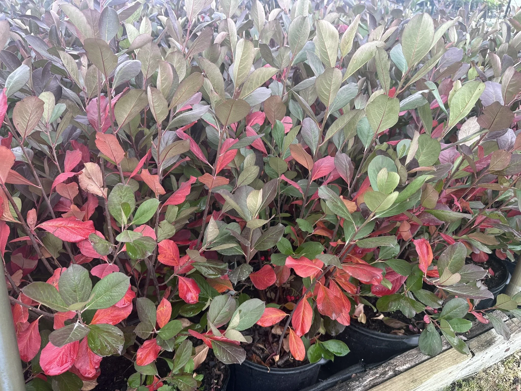 Aronia arbutifolia 'Brilliantissima'