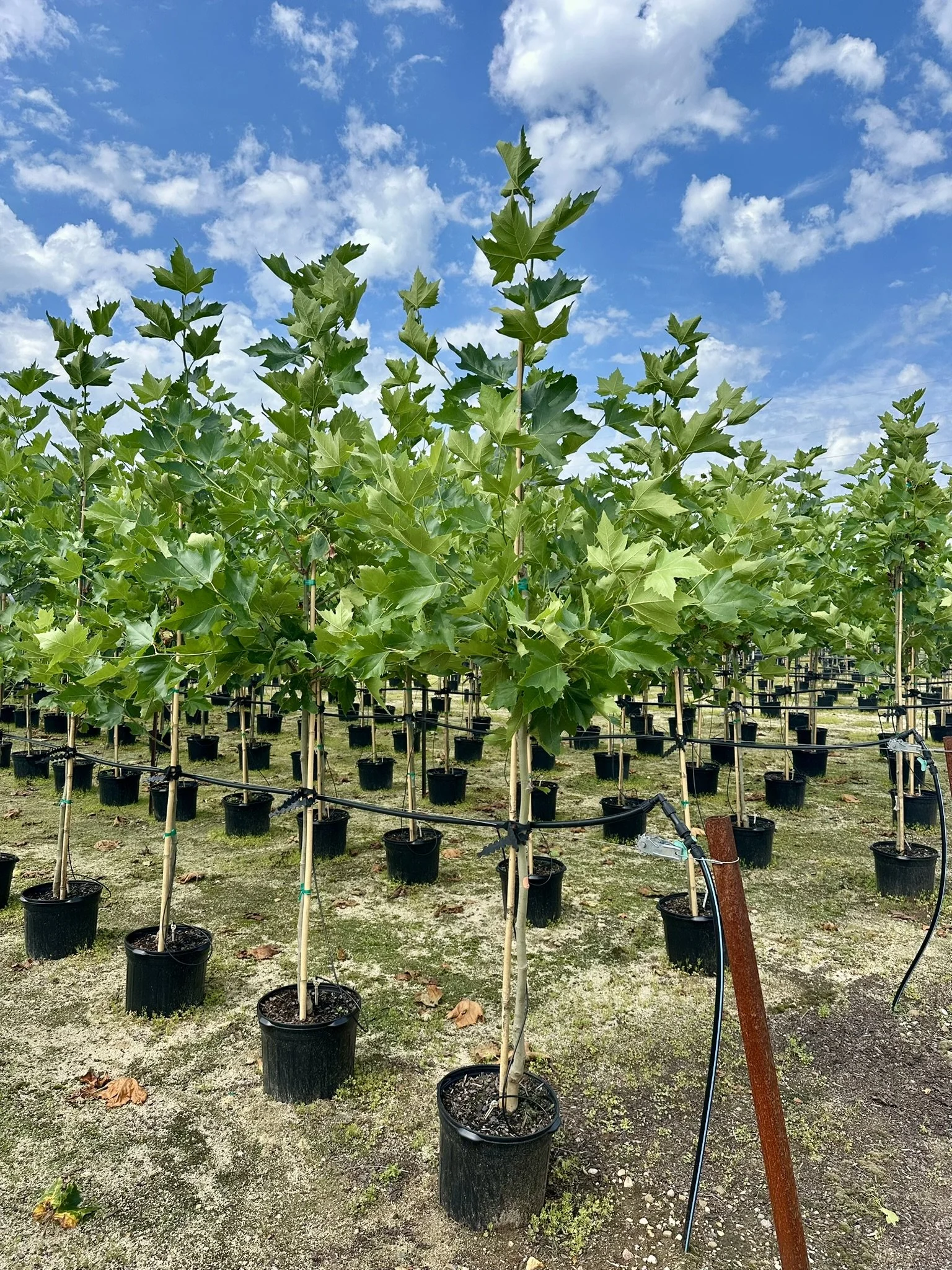 Platanus x acerifolia Exclamation!™ 'Morton Circle'