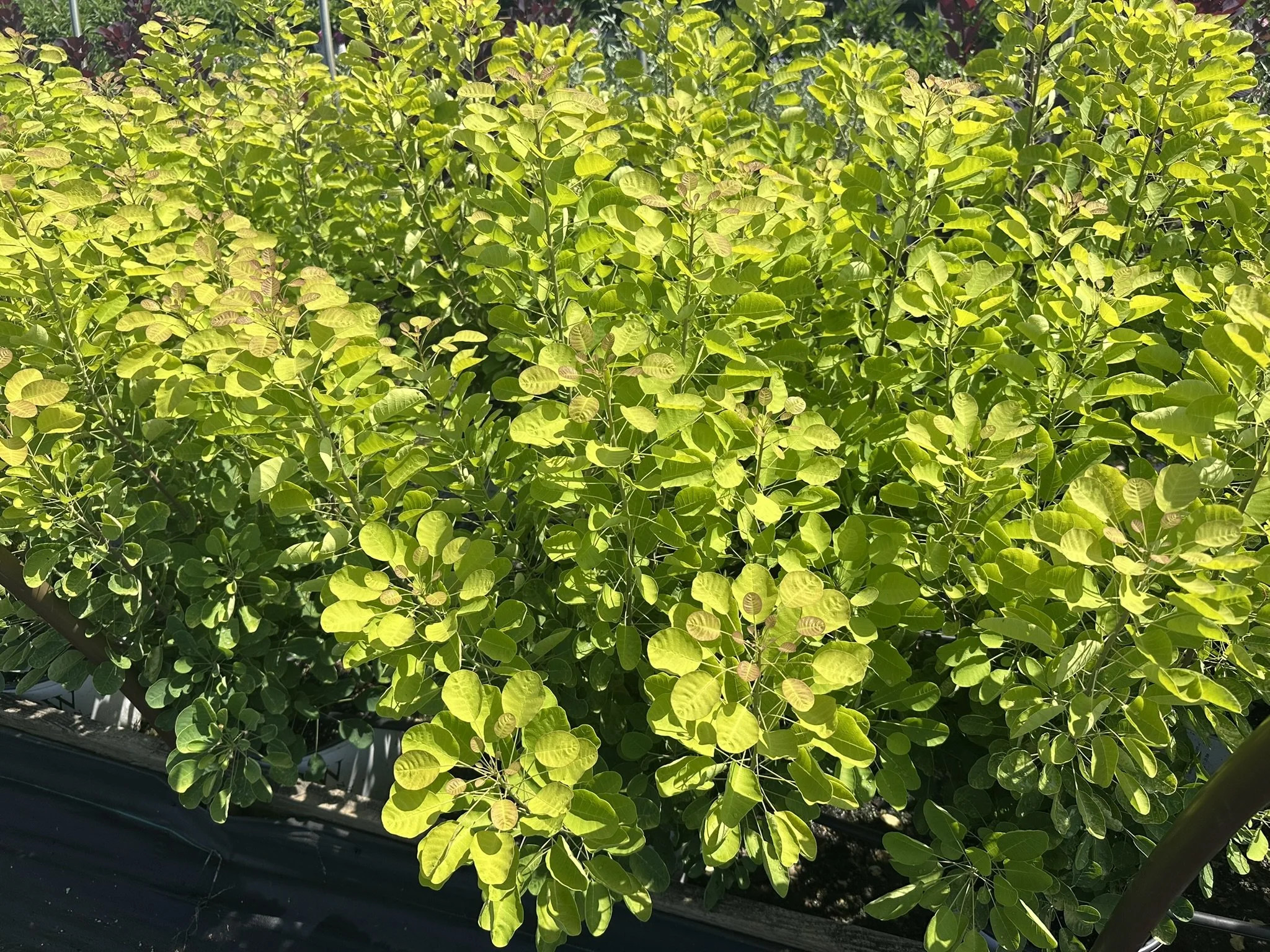 Cotinus coggygria Winecraft Gold® 'MINCOJAU3' PP30327