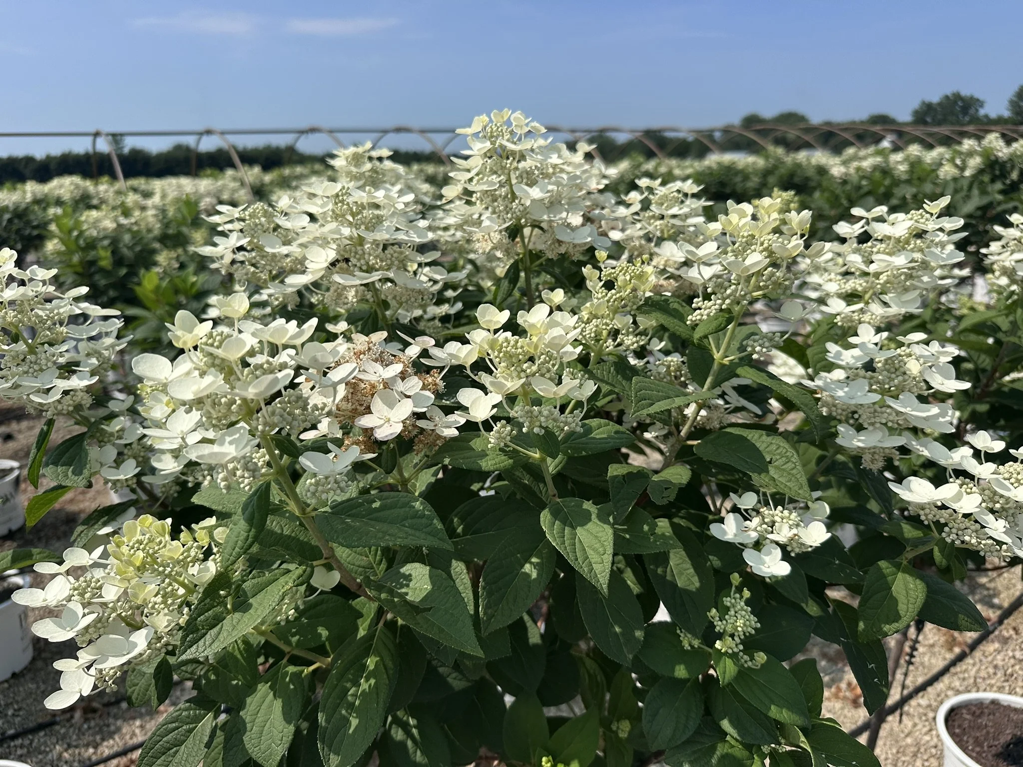 Hydrangea pan. Quick Fire® 'Bulk' (Tree Form) PP16812