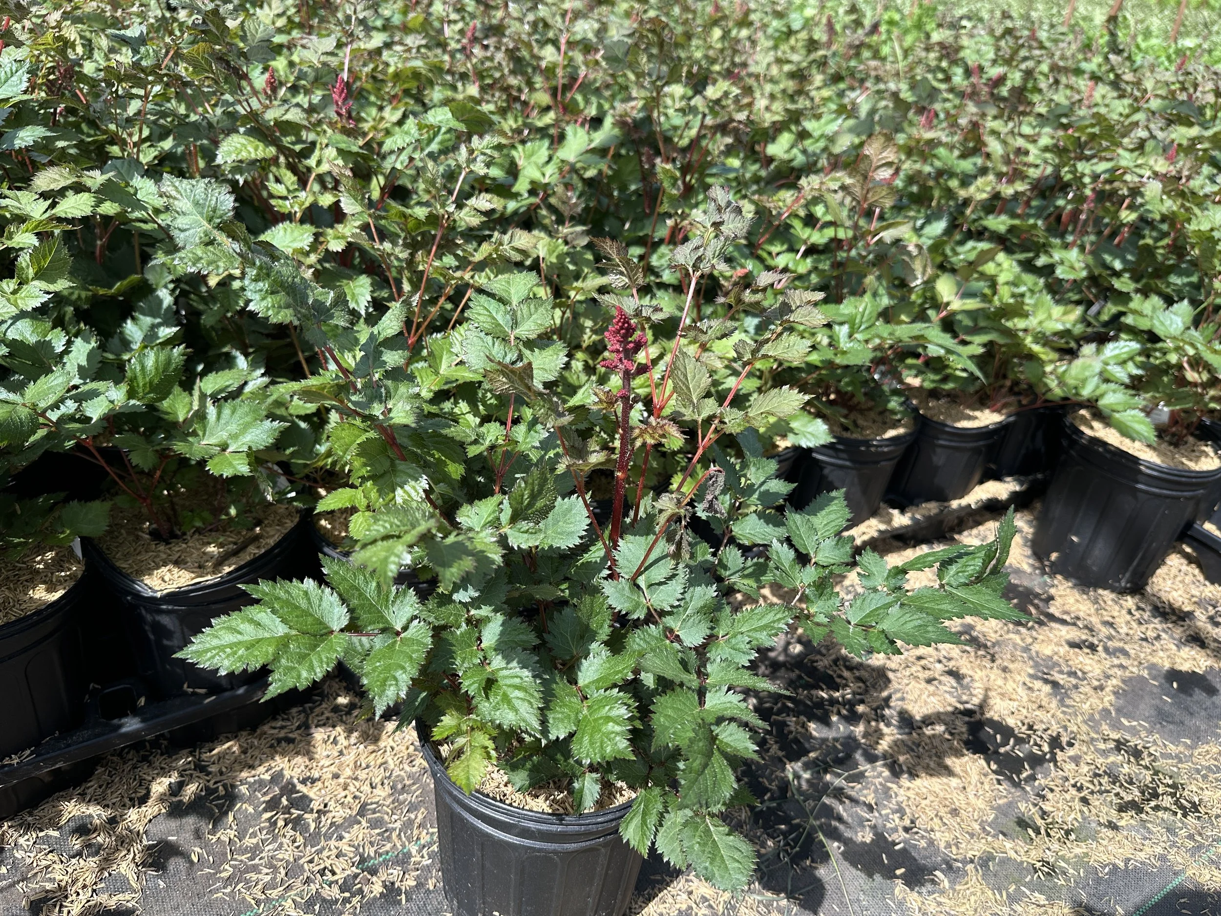 Astilbe chinensis 'Vision Vulcano' PP31422